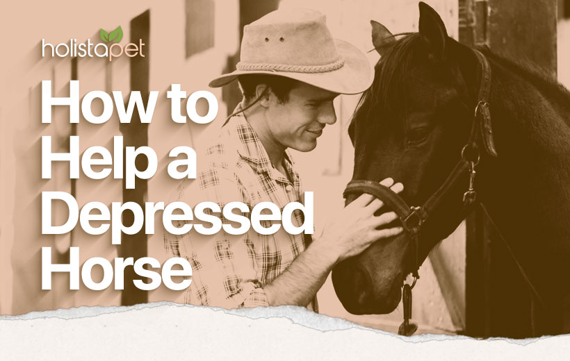 depressed-horse.jpeg.jpg