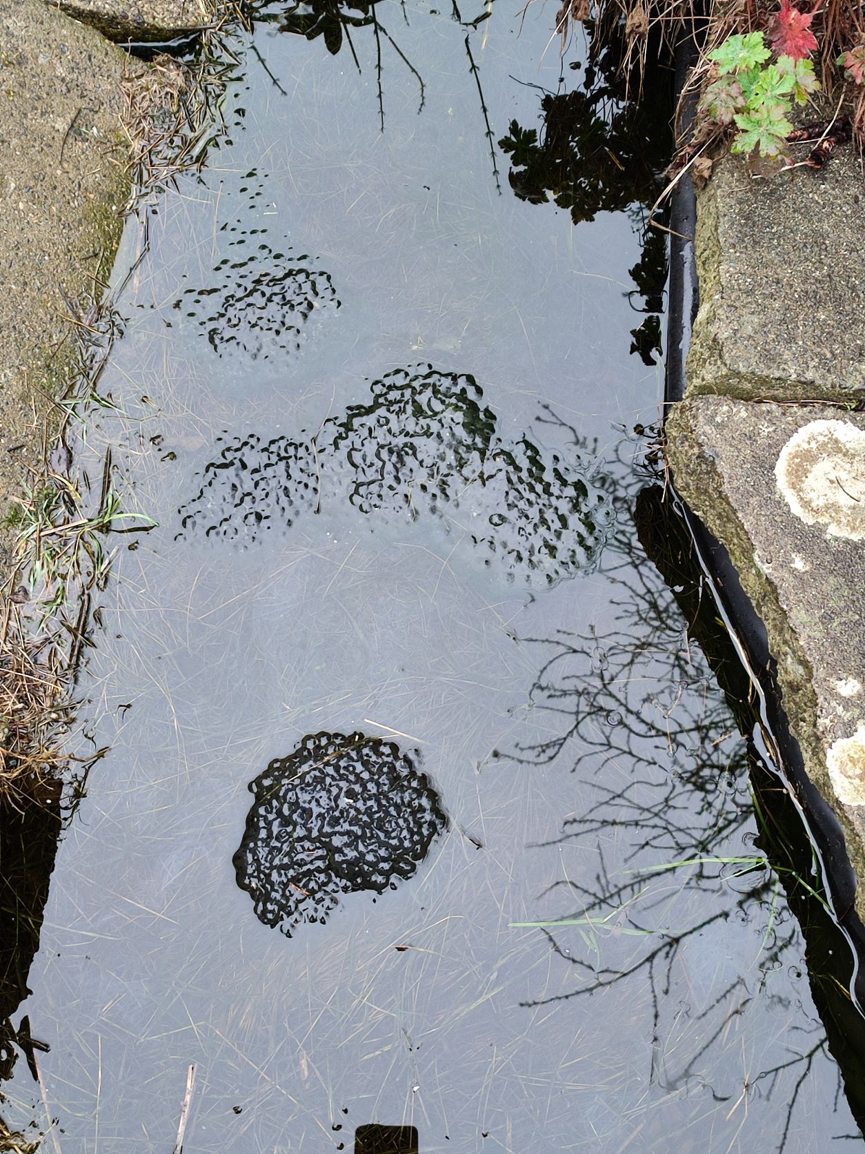 frogspawn.jpg