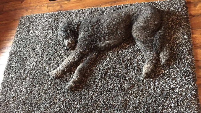 spot the dog.jpg