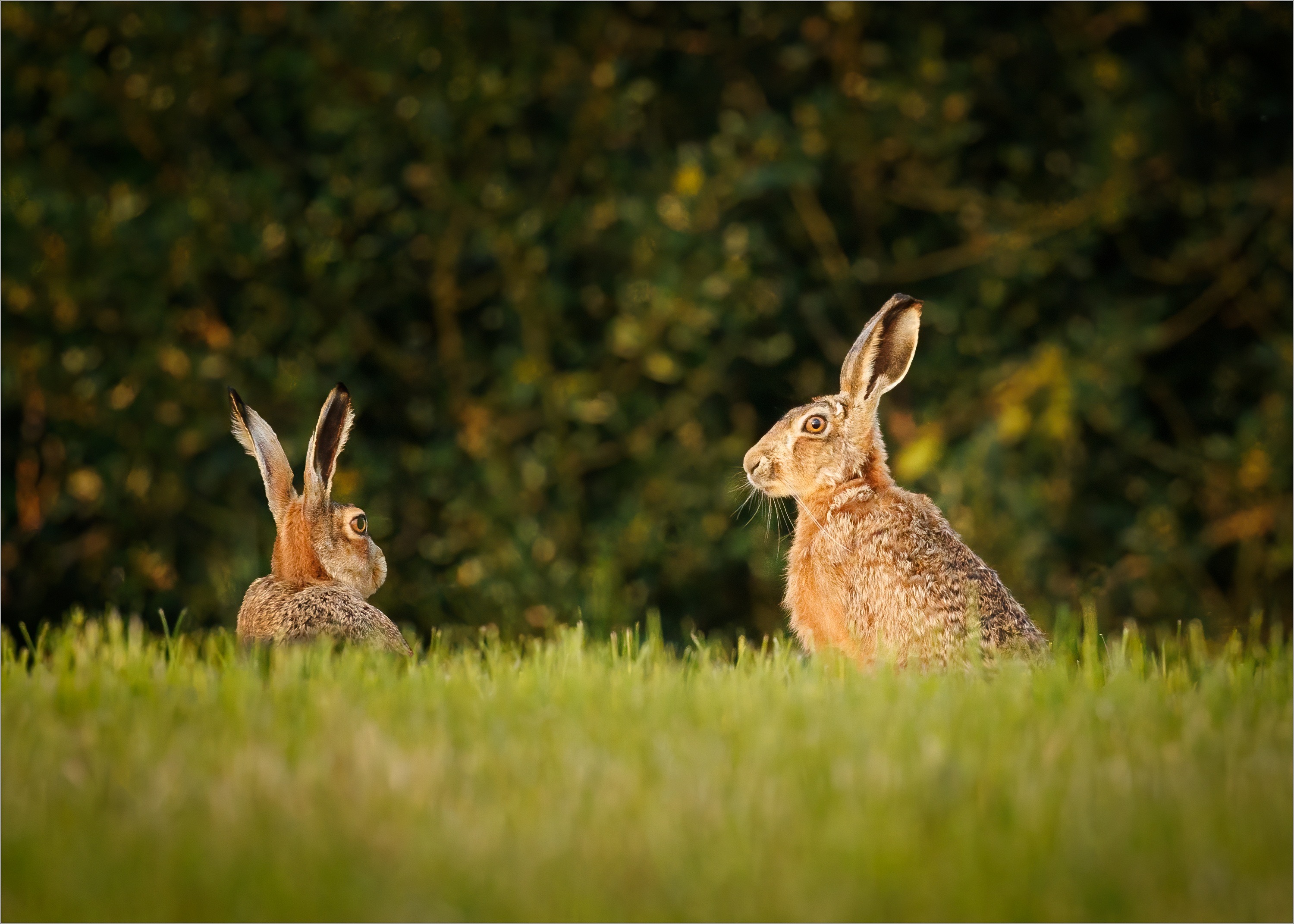 Hare Pair at Sunset.jpeg