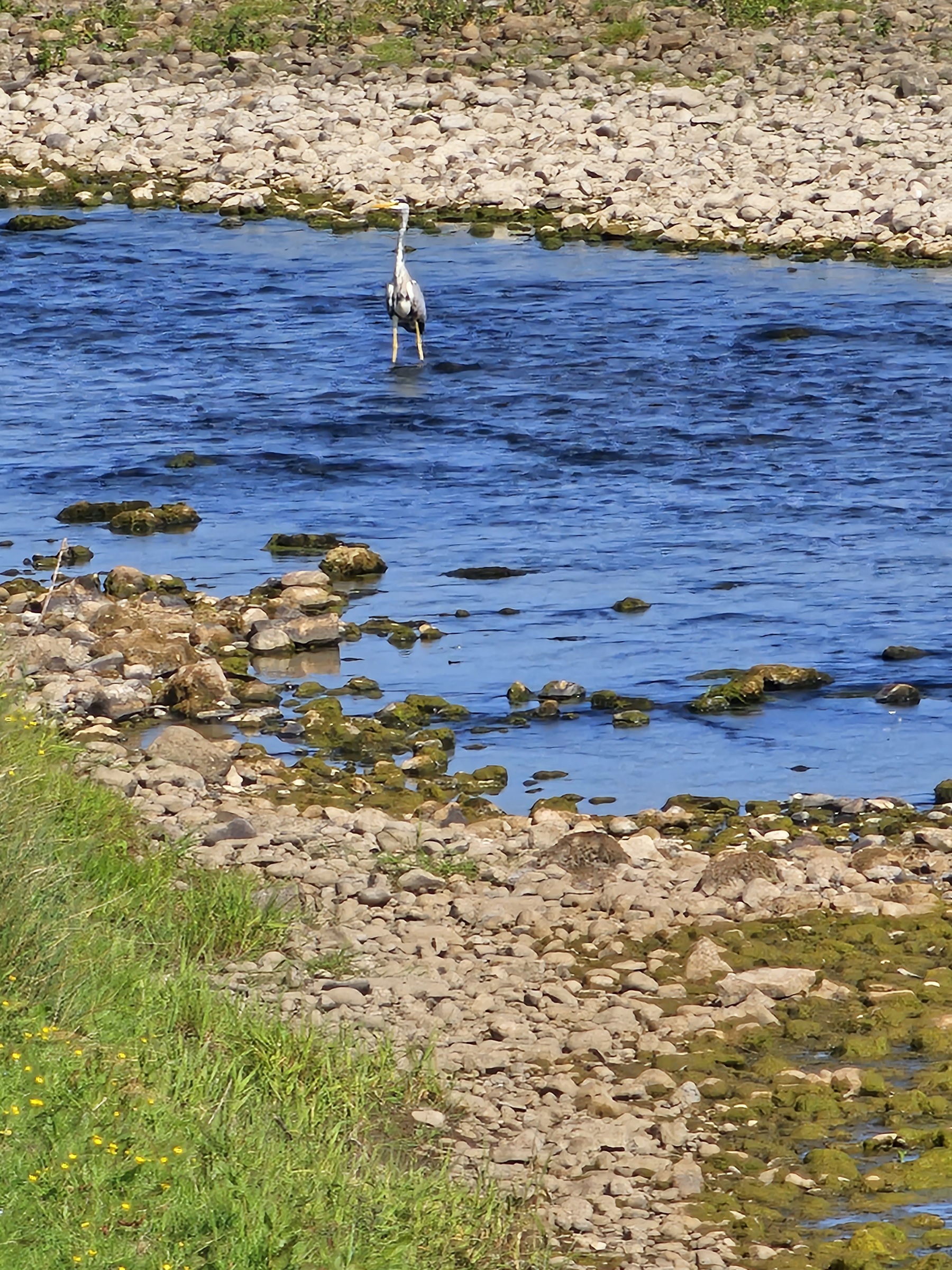 Heron on the Ribble.jpg