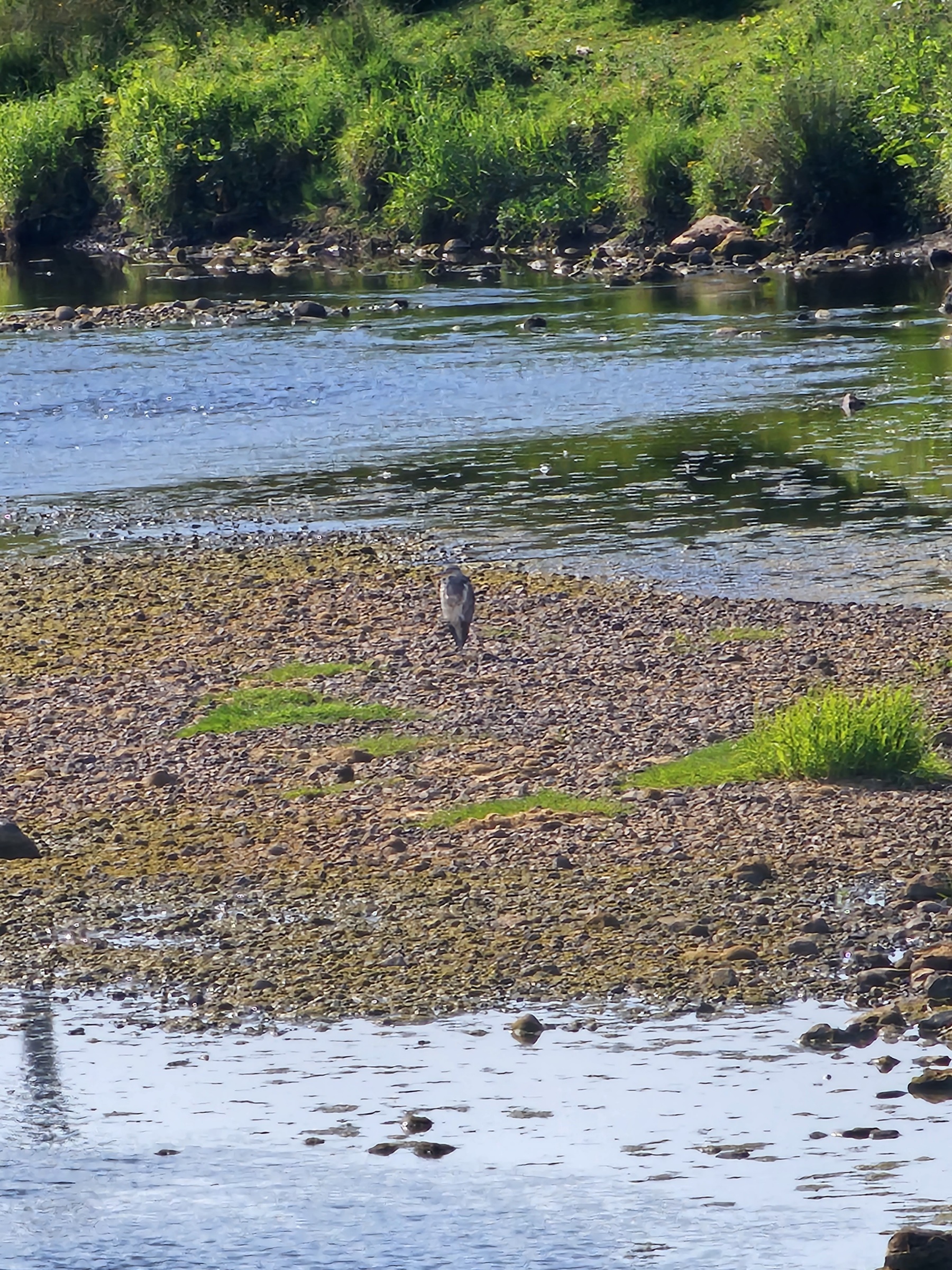 Heron on the Ribble Cow Bridge.jpg