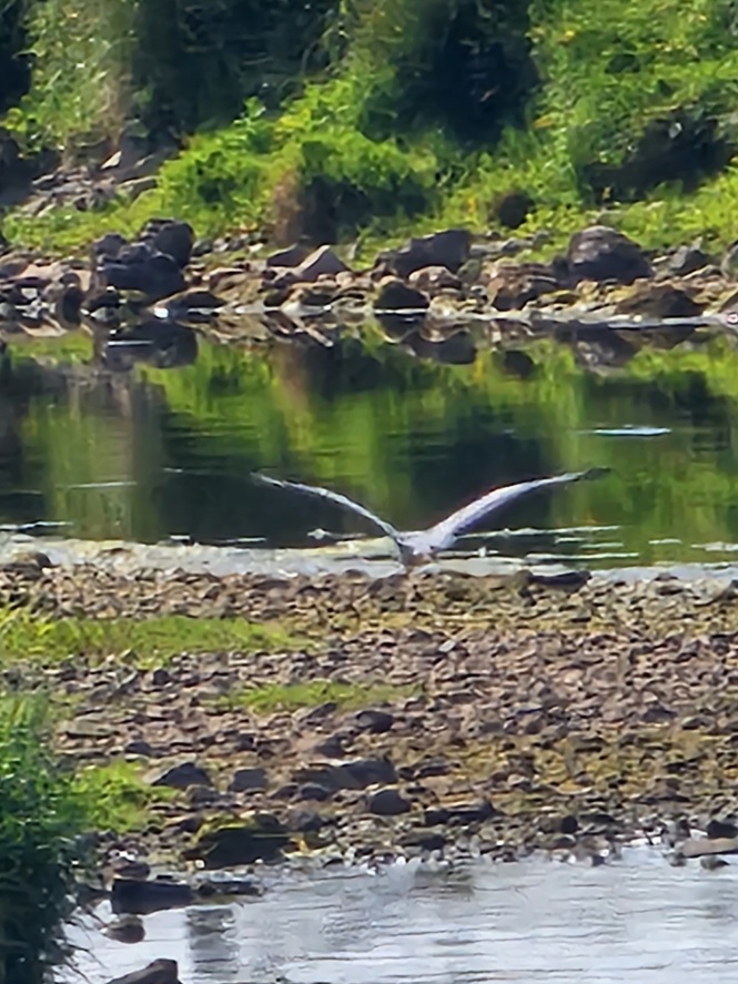 Camera shy Heron .jpg