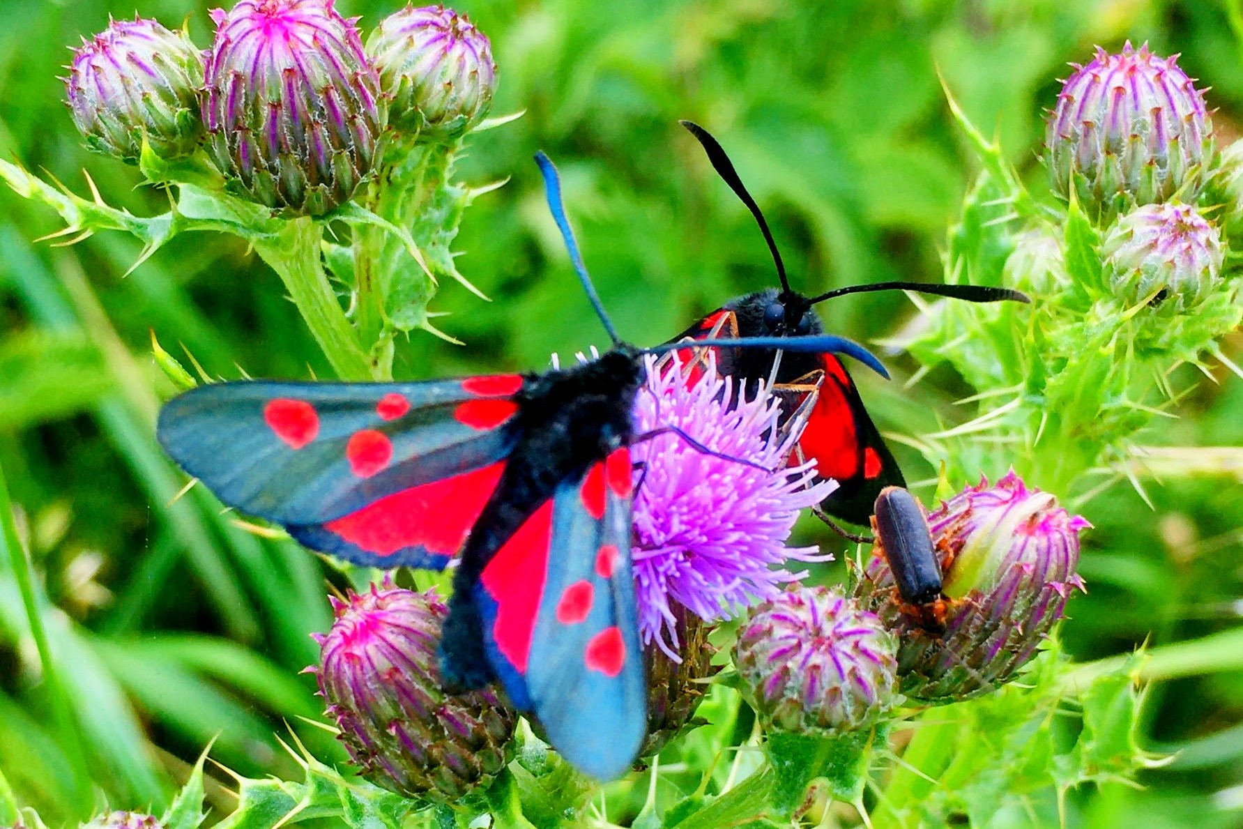 5 spot Burnet moth~2.jpg