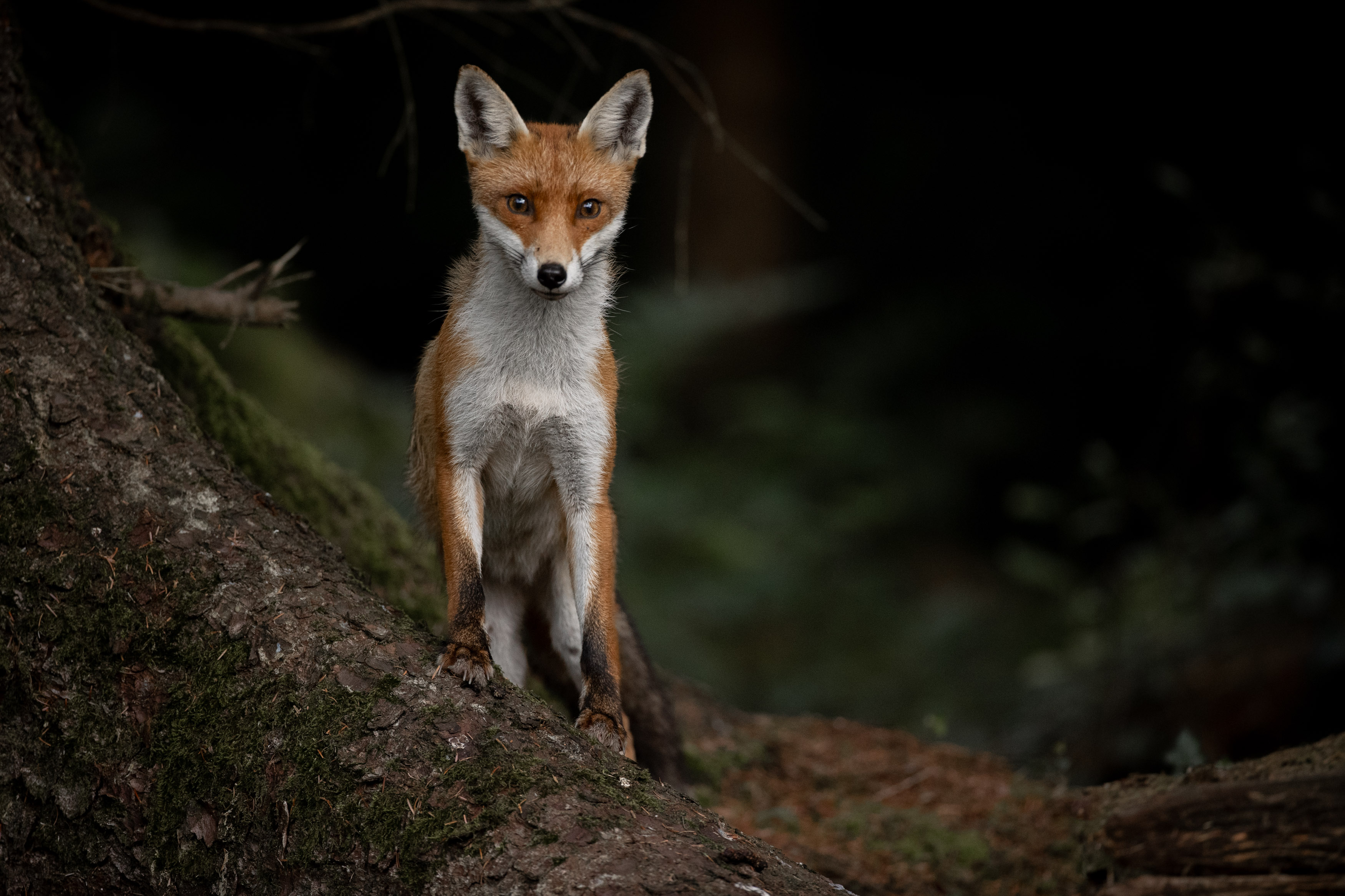 Fox.jpeg