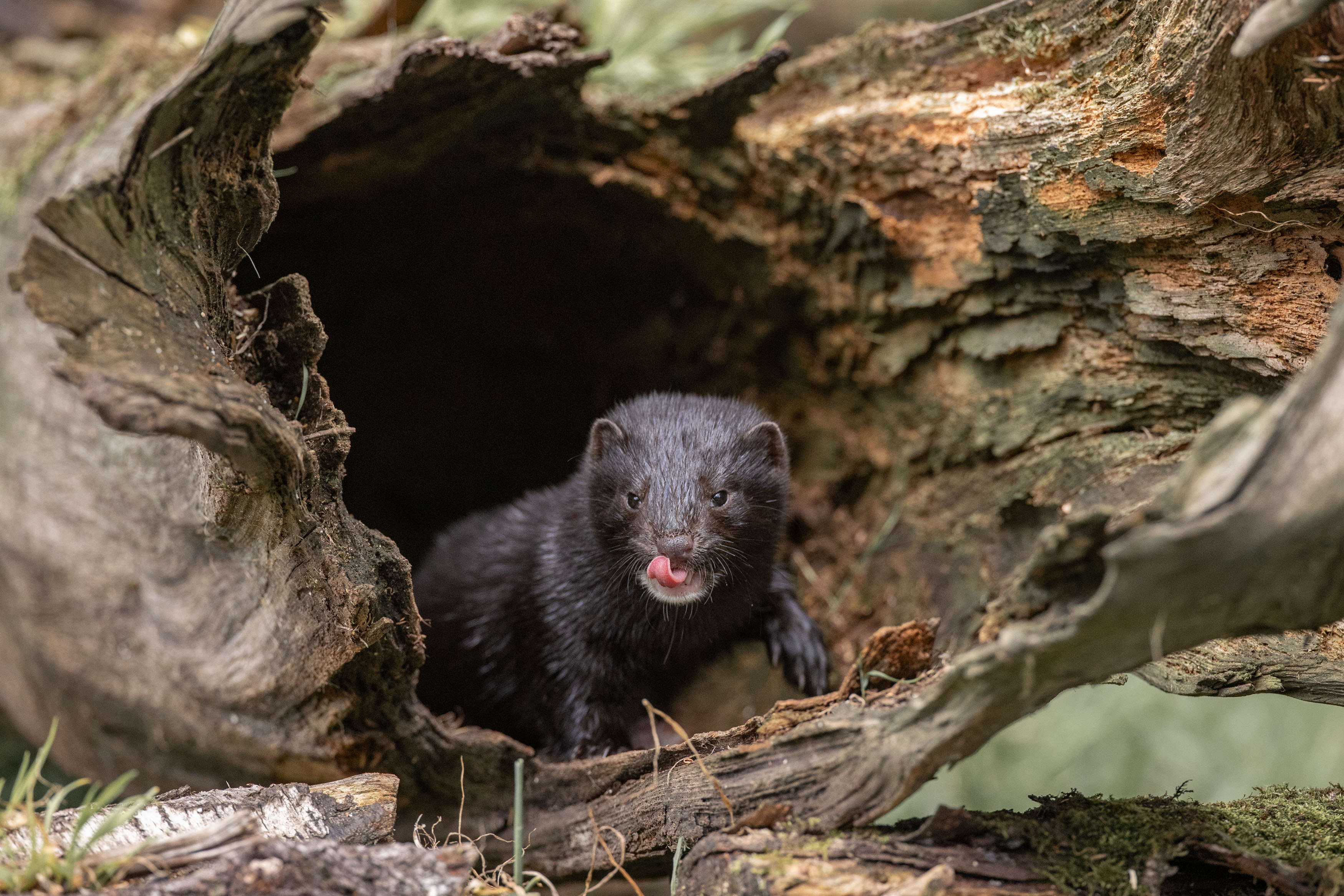 Mink.jpeg