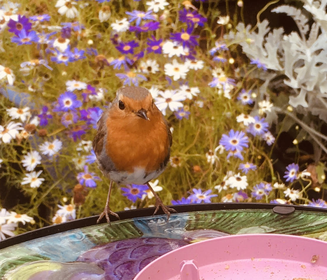 My friend Robin.jpg