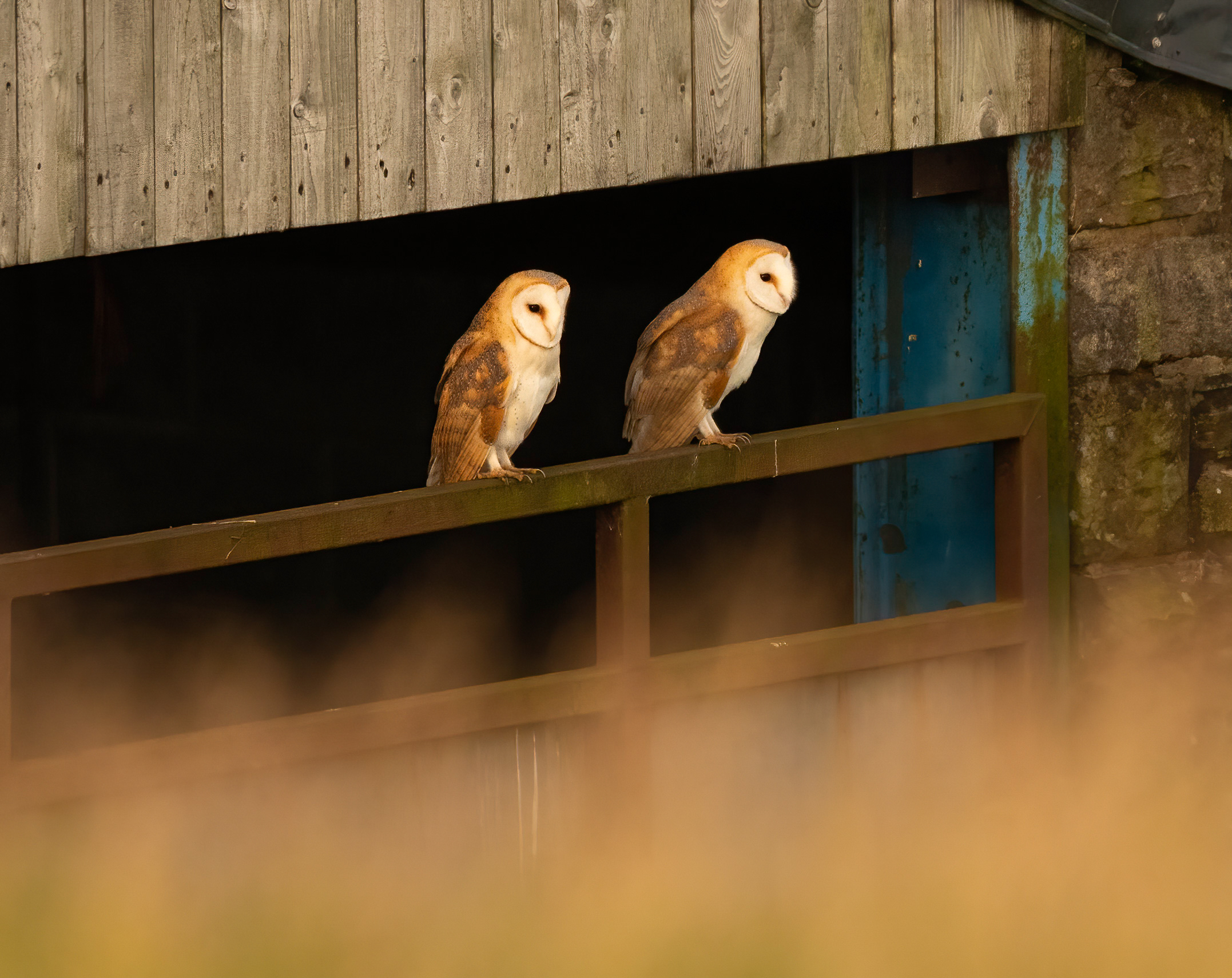 Pair of Barn owls   Beautiful bird. Observed from a distance so not to disturb them