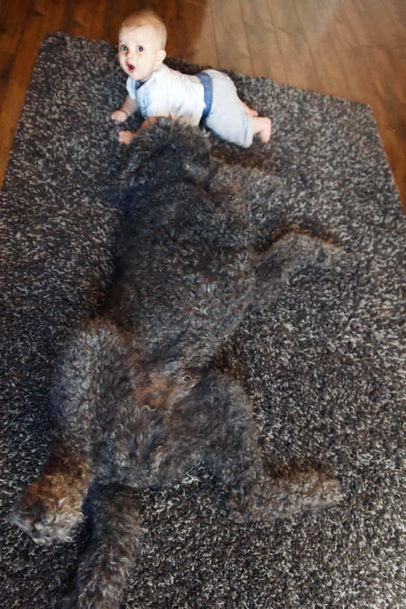spot the dog 3.jpg