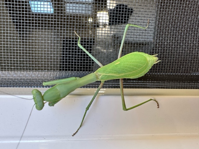 image1.jpeg