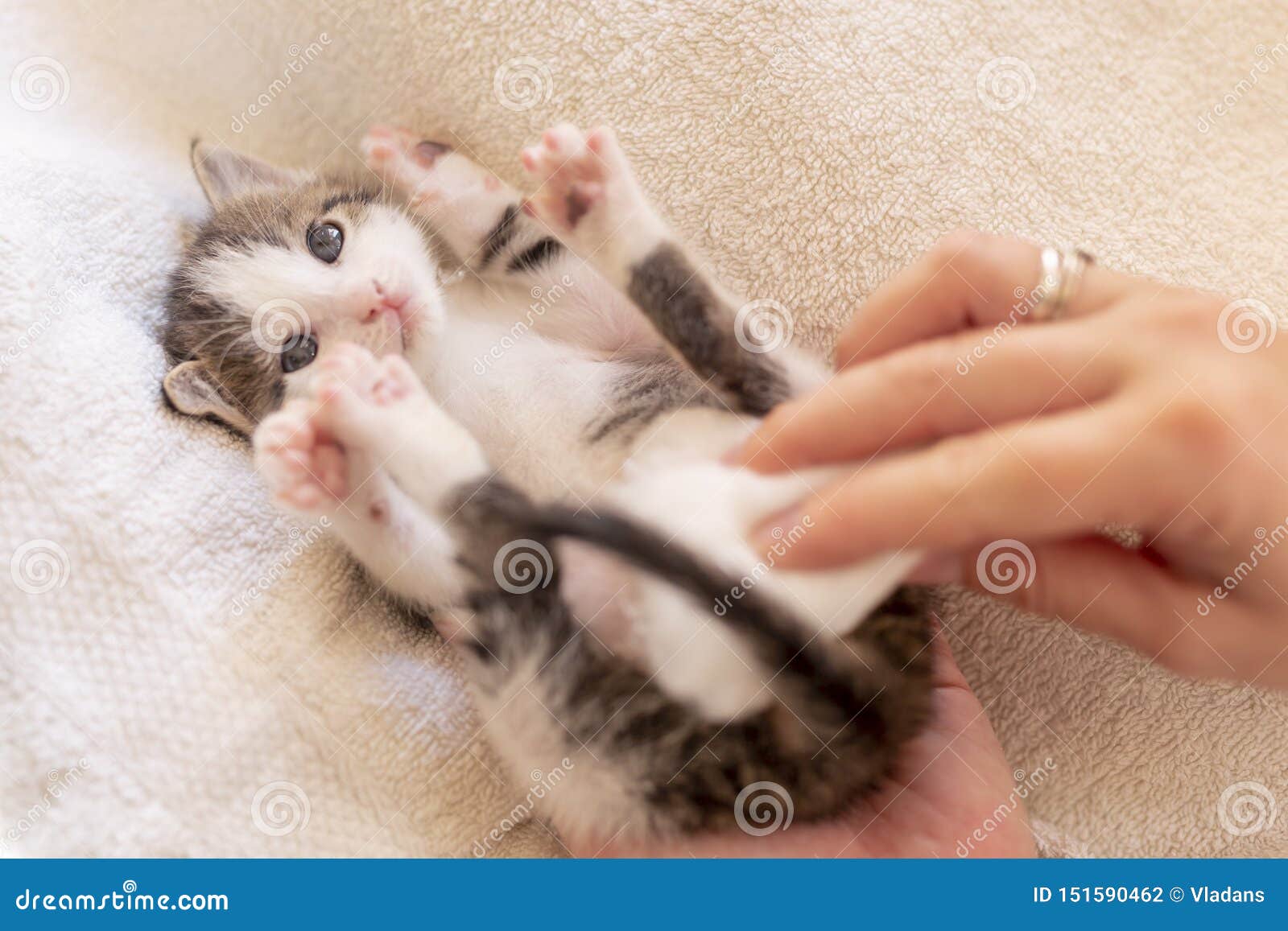 detail-female-hands-massaging-orphan-kittens-belly-to-stimulate-its-bowel-movements-as-simulation-mother-cat-s-licking-151590462.jpg