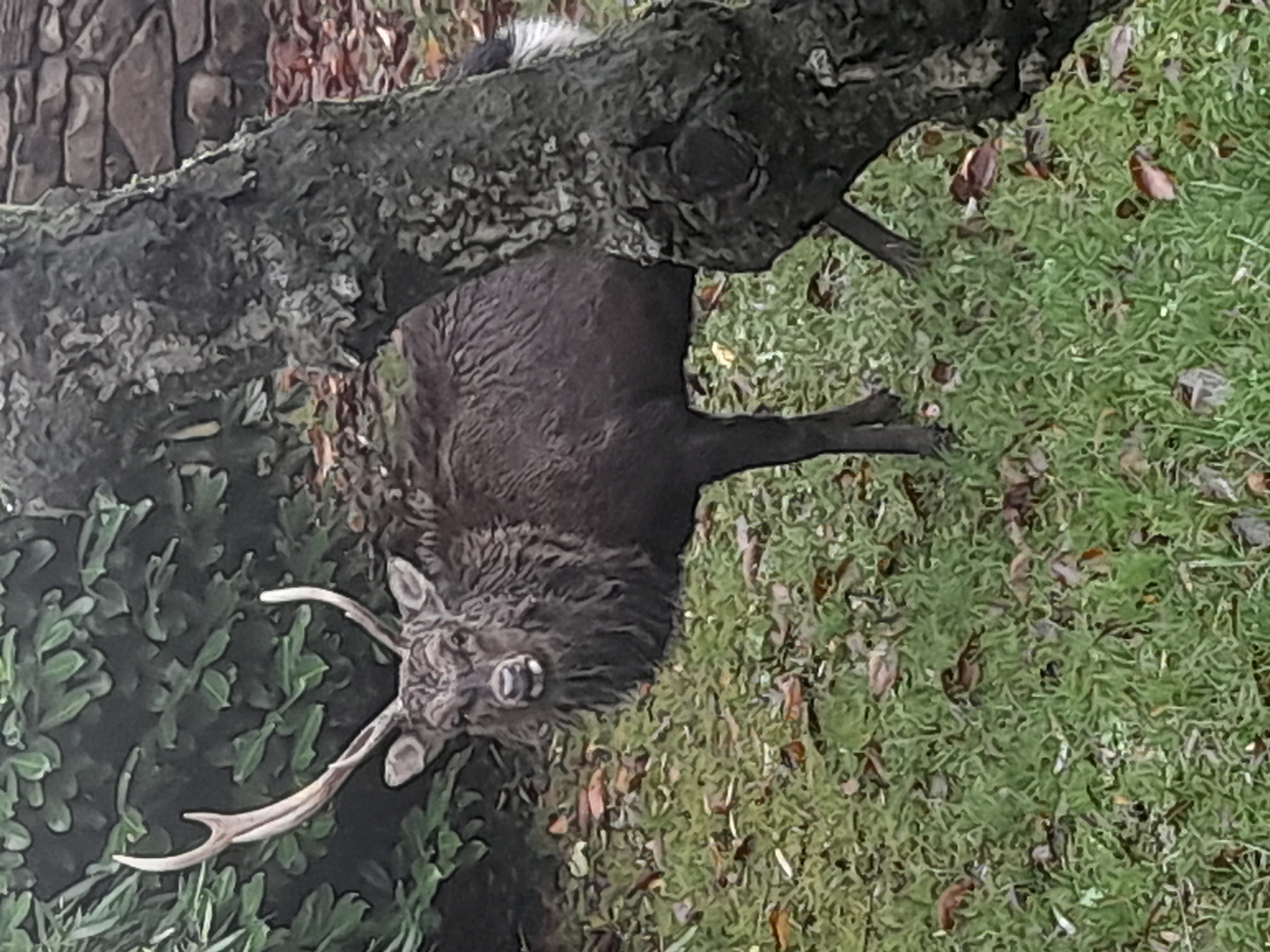 Stag in back garden this morning.