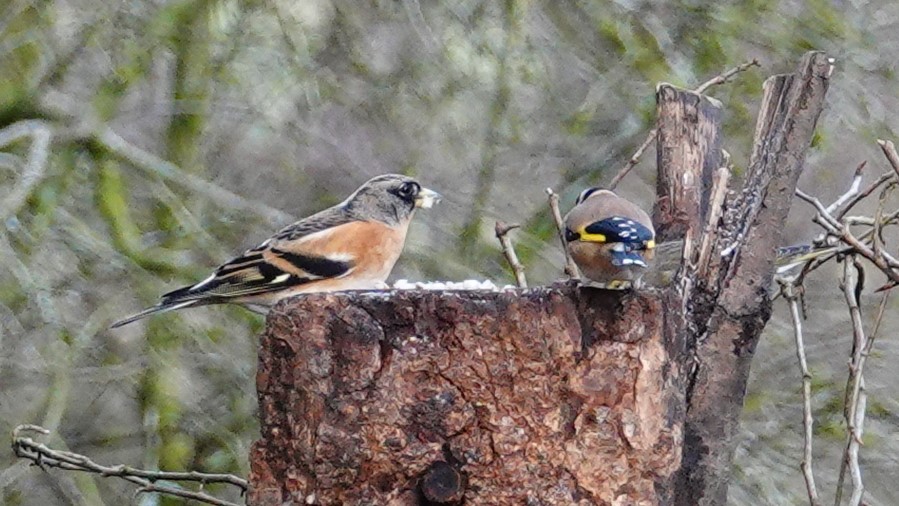 Brambling Clough Head.jpeg