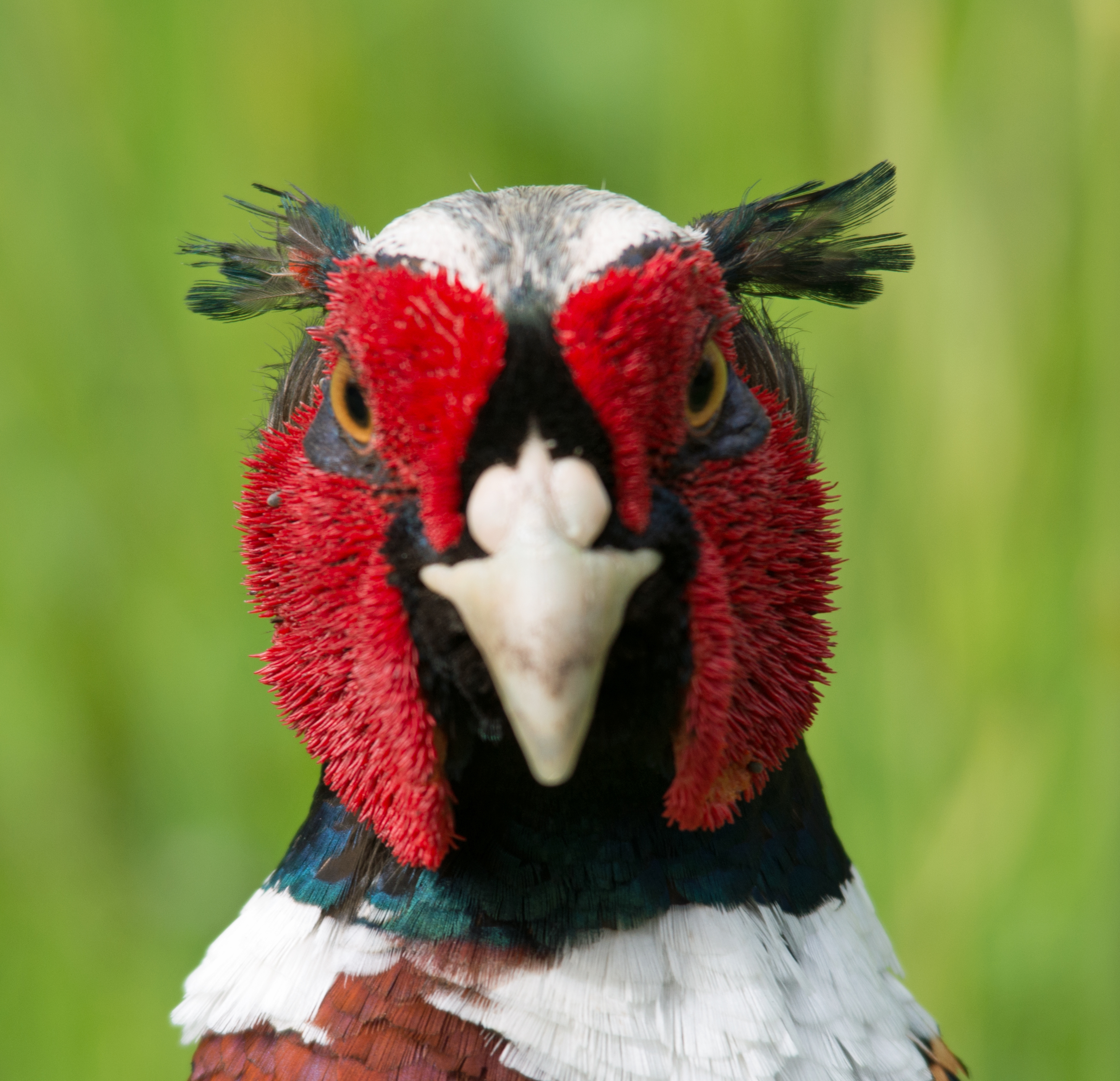 Pheasant.jpg