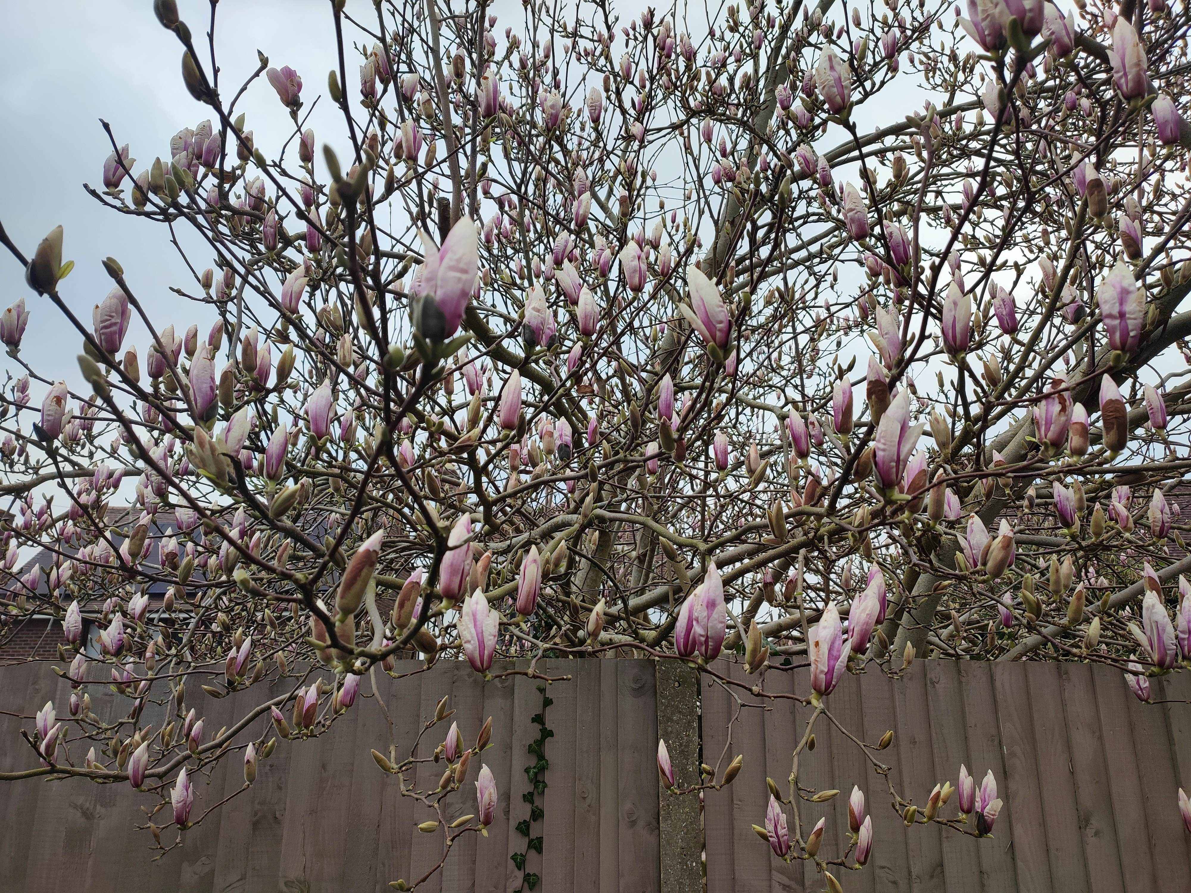 magnolia3.jpg