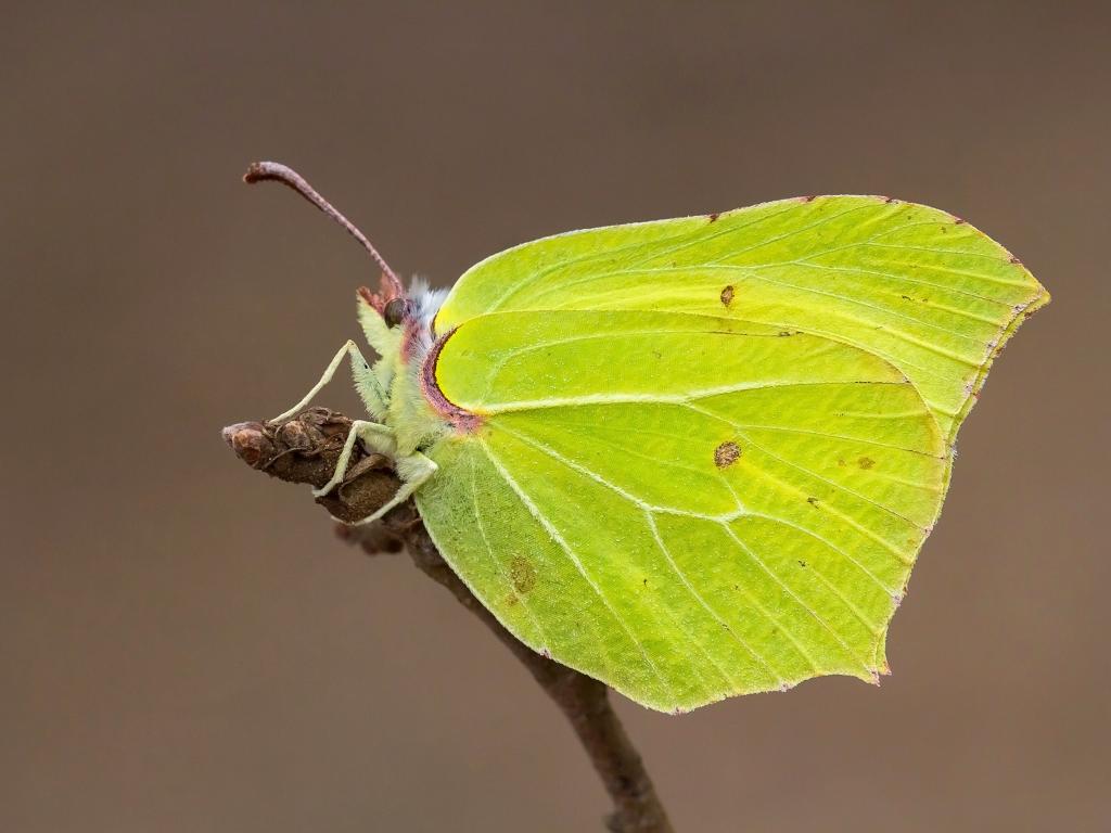 brimstone.jpg