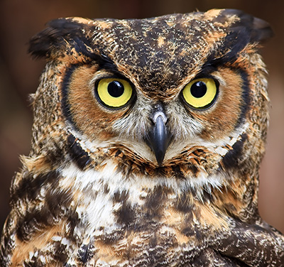 owlface.jpg