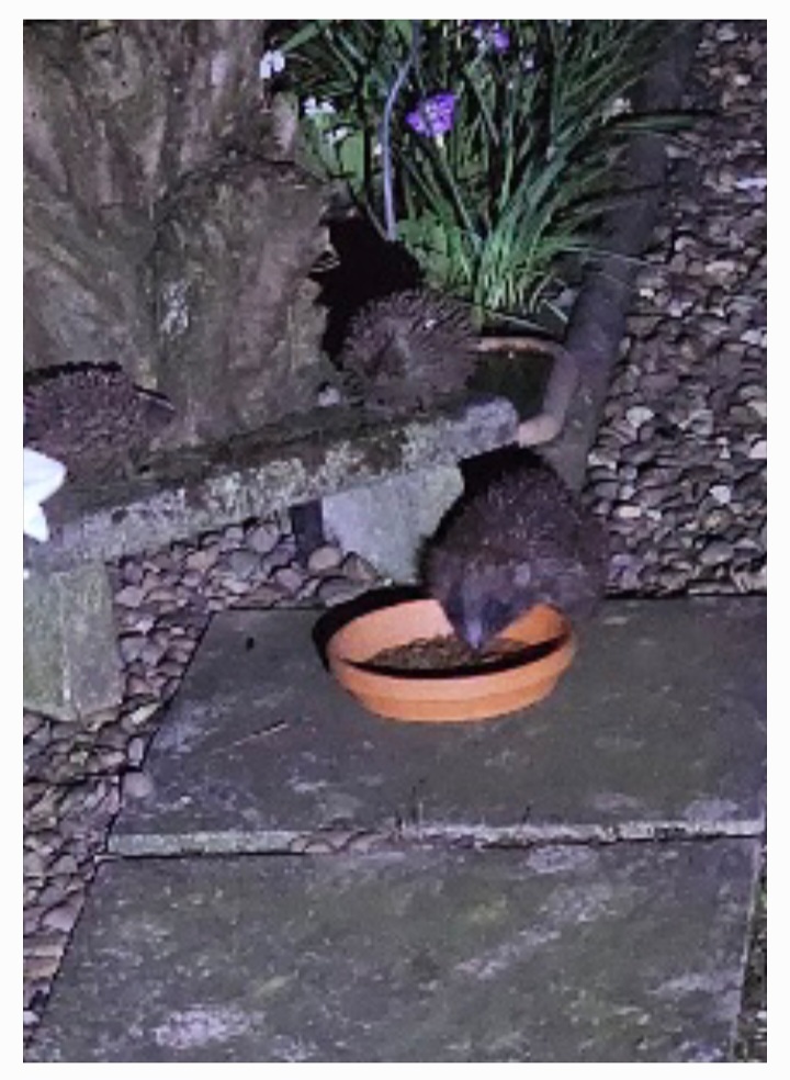 Big fellers little friend this evening