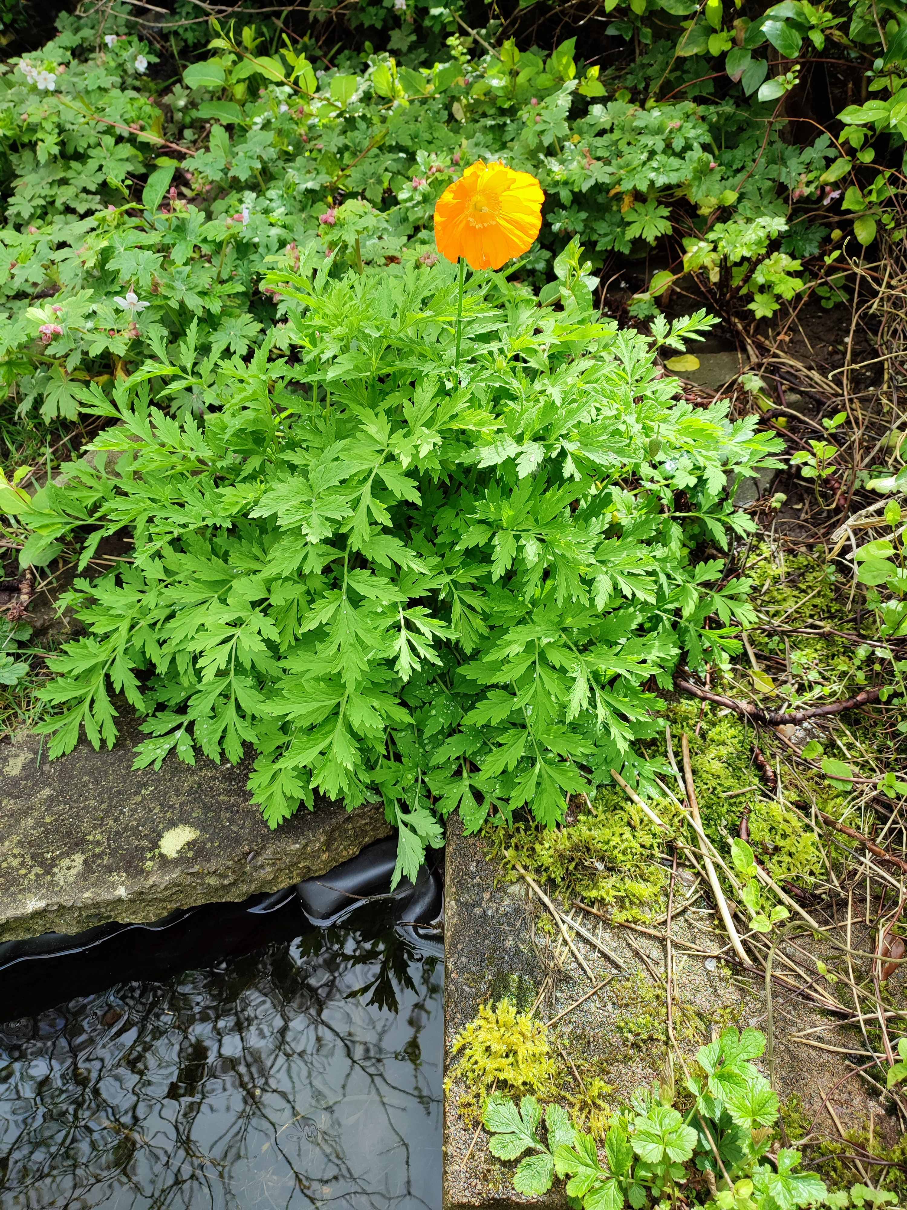 firstpoppy2.jpg