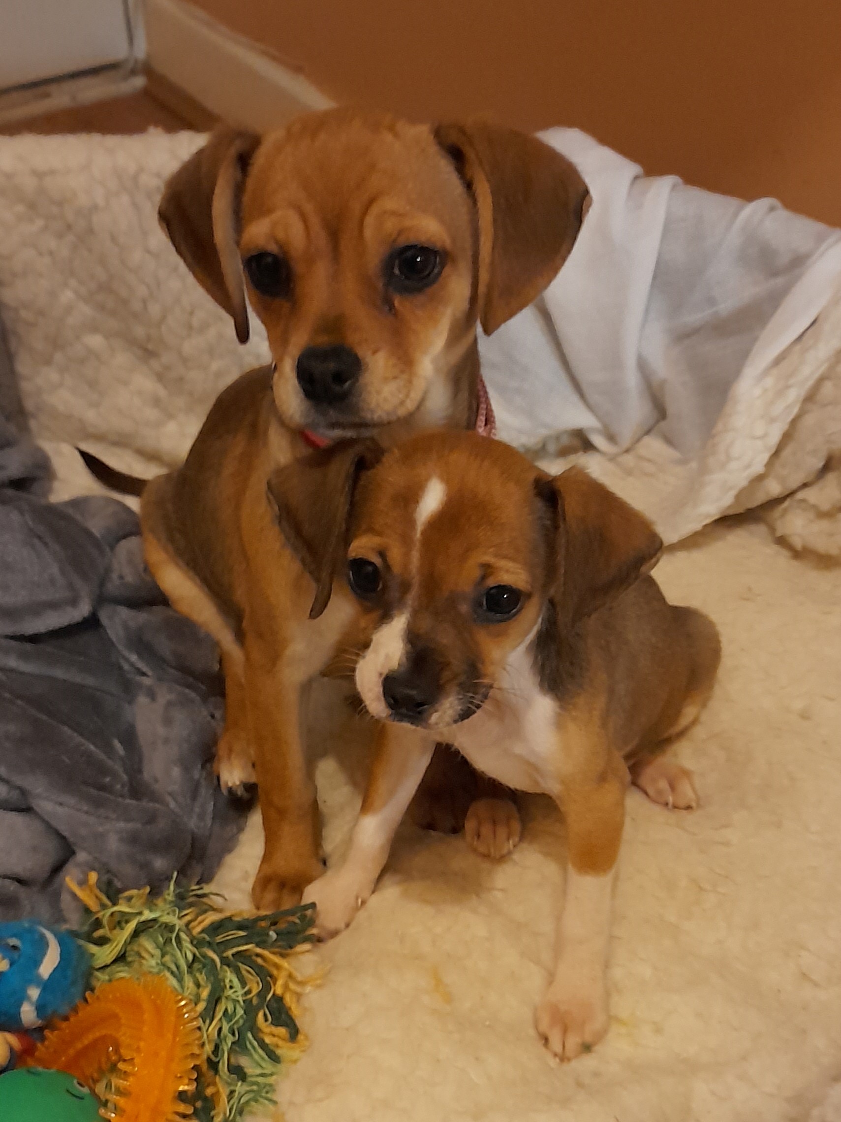The pups.jpg