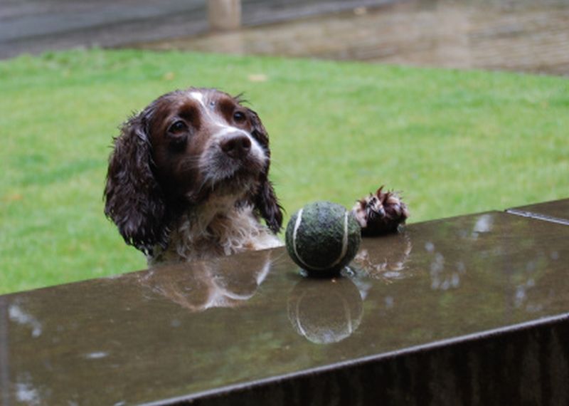 Dog in Towneley.jpg