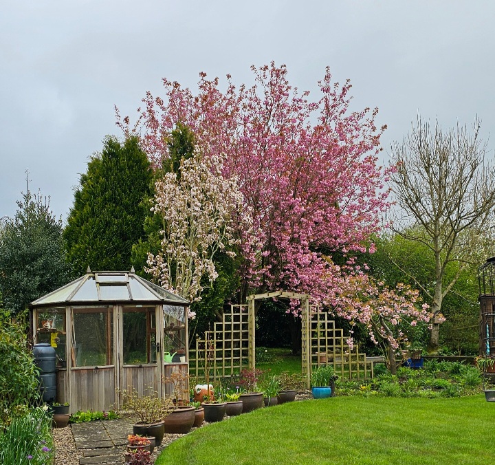 Garden Blossom 2024.jpg