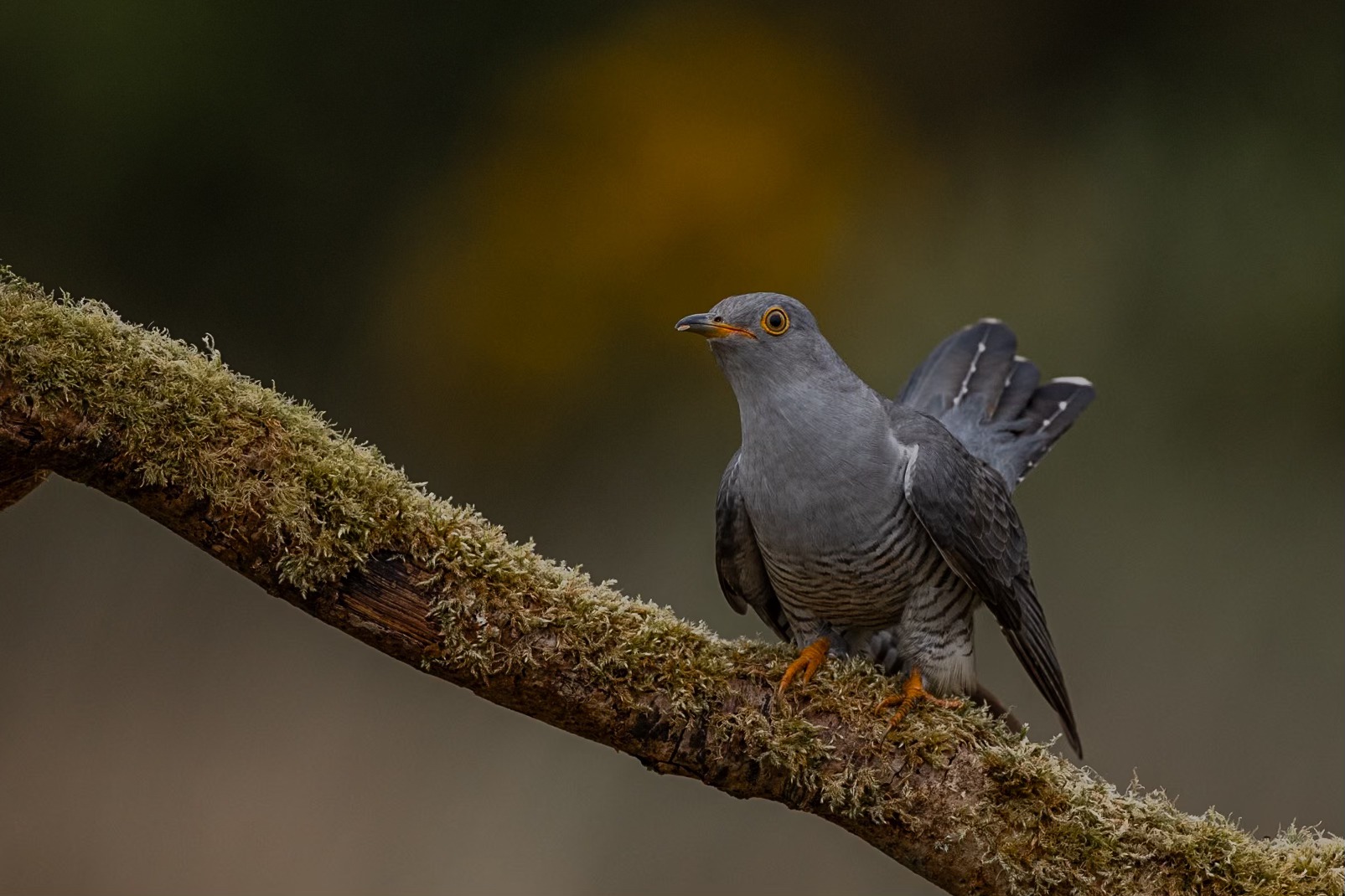 Cuckoo 1.jpg
