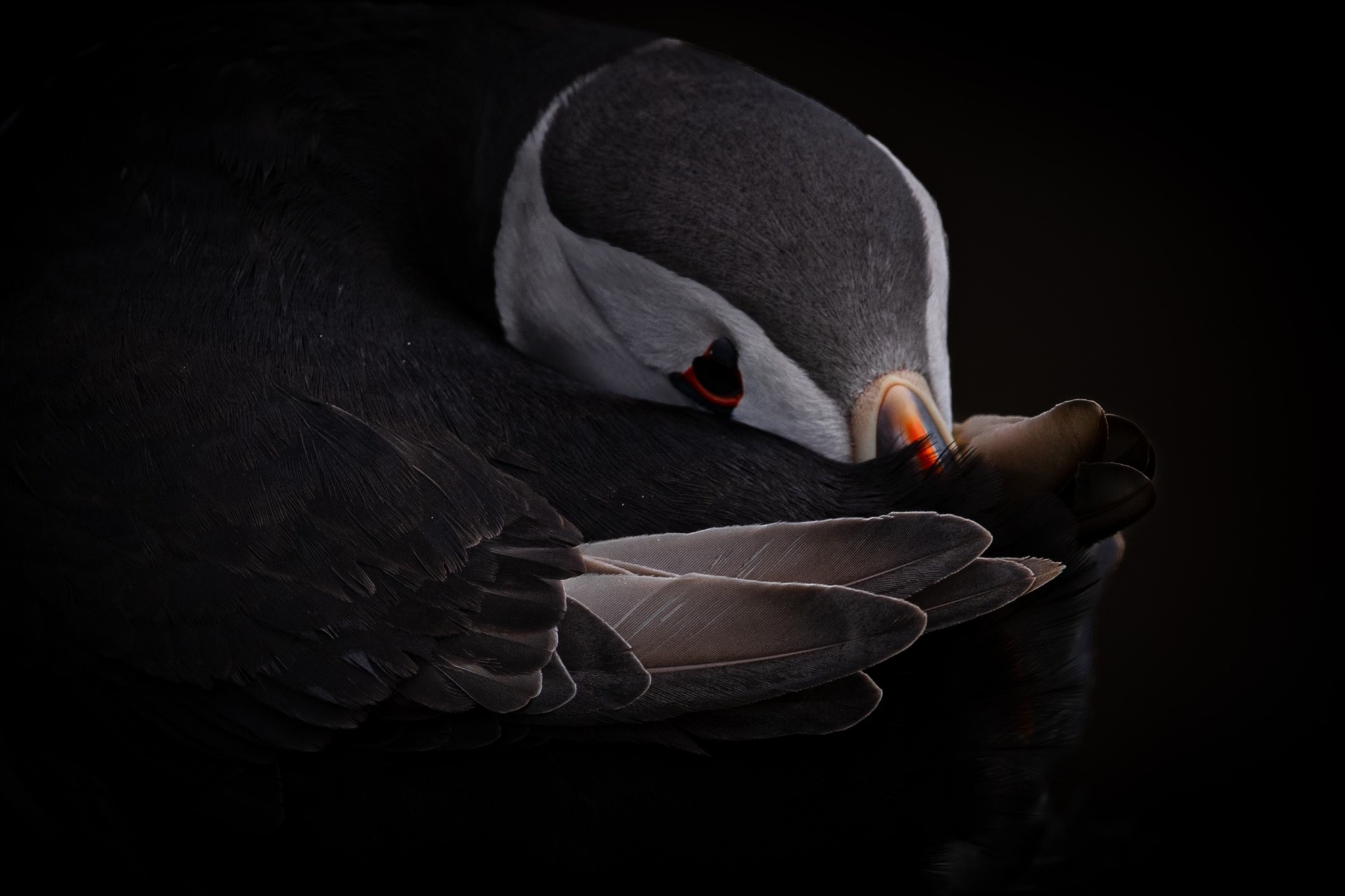 Puffin1a.jpg