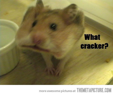 funny-hamster-eating-cracker-cookie.jpg