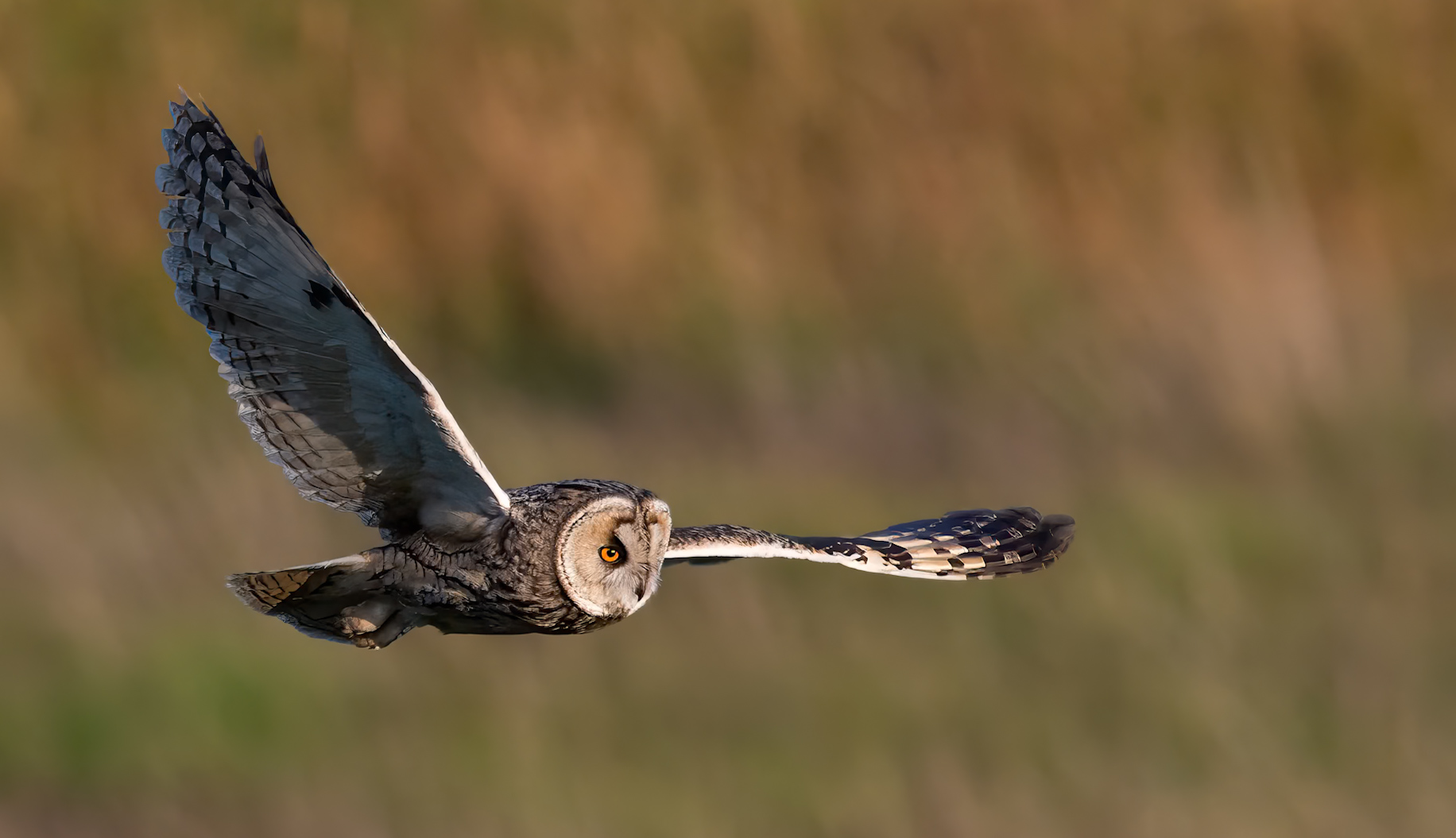 Long eared owl, taken near crown point