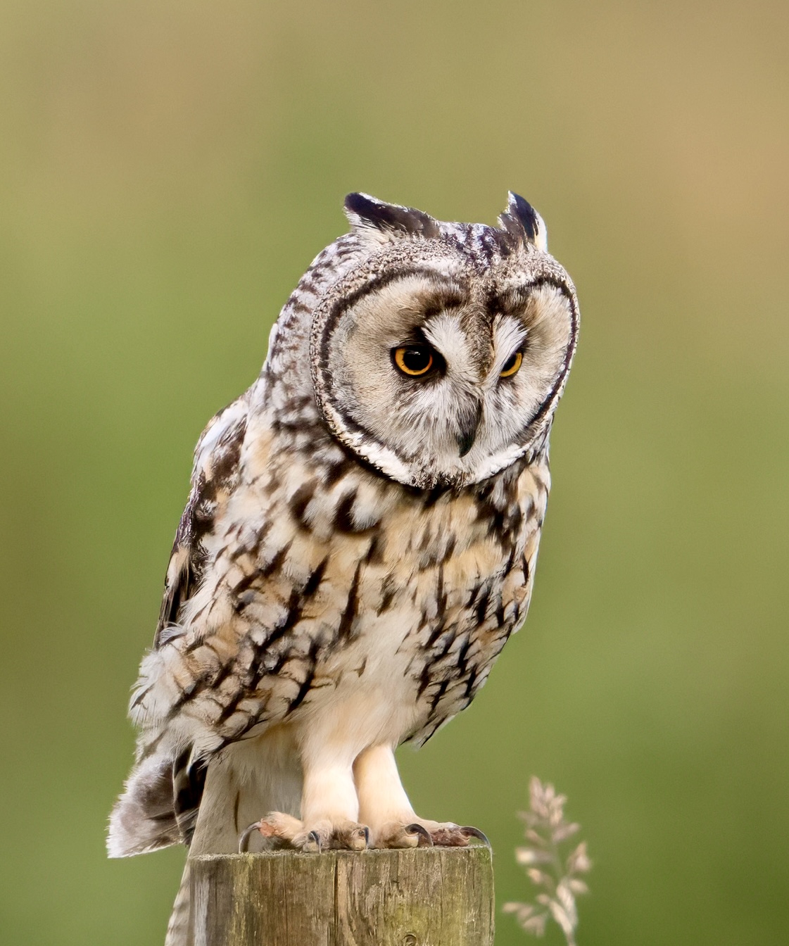 long eared owl