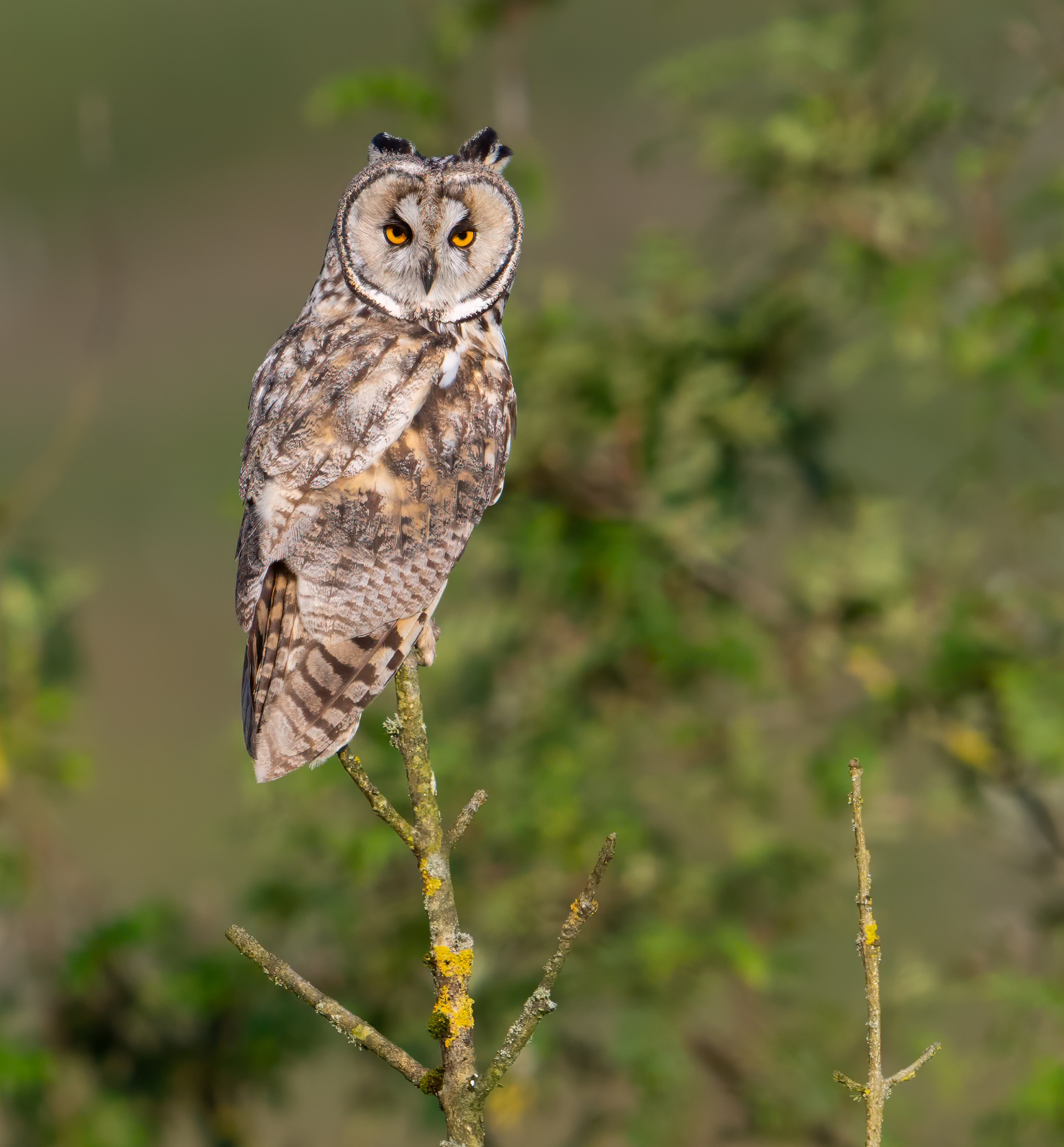 long eared owl from same evening