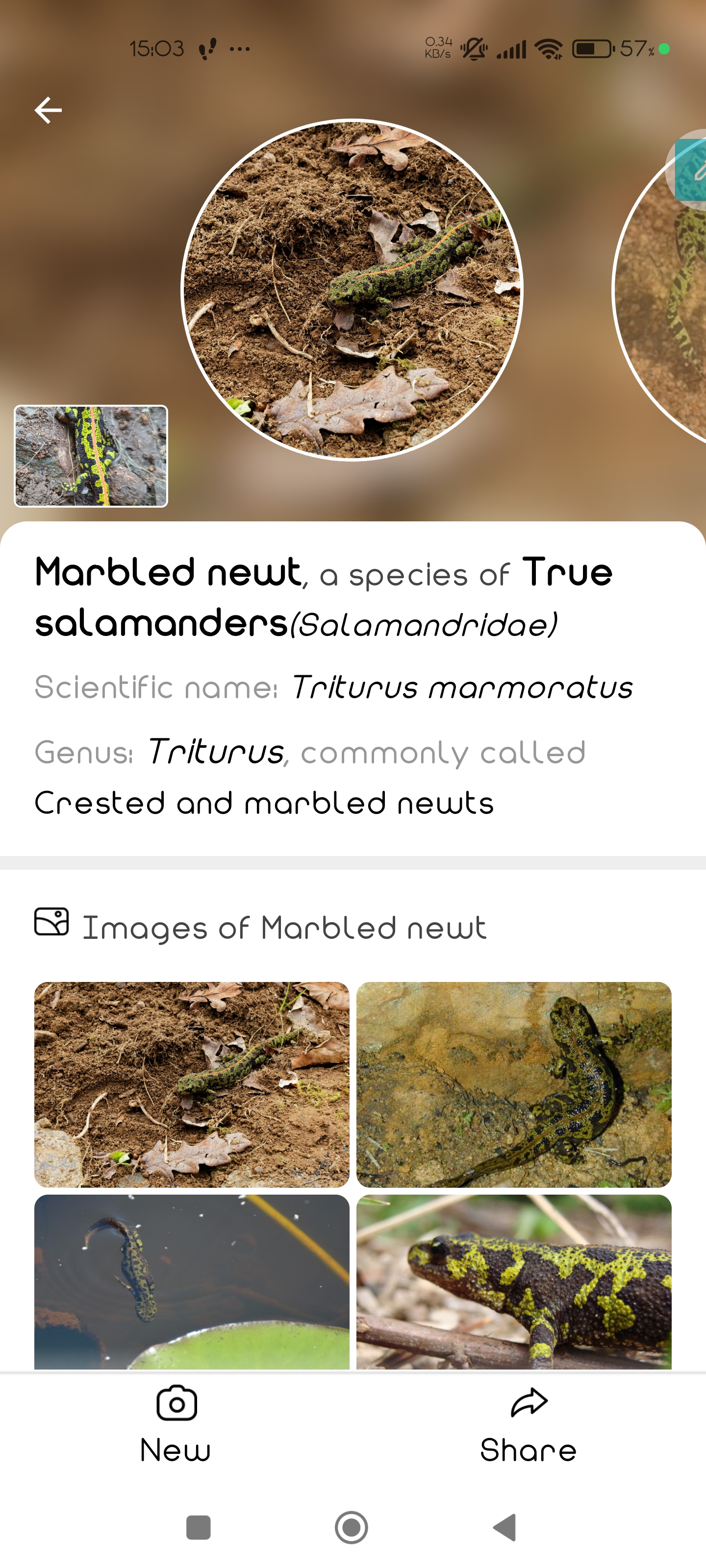 Screenshot_2024-08-12-15-03-20-609_com.picturenature.ai.jpg
