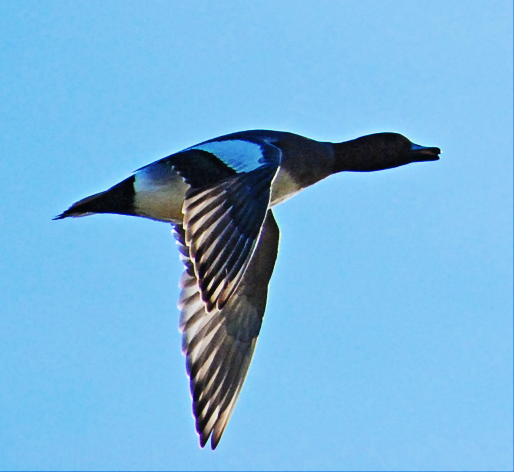 Wigeon.jpg