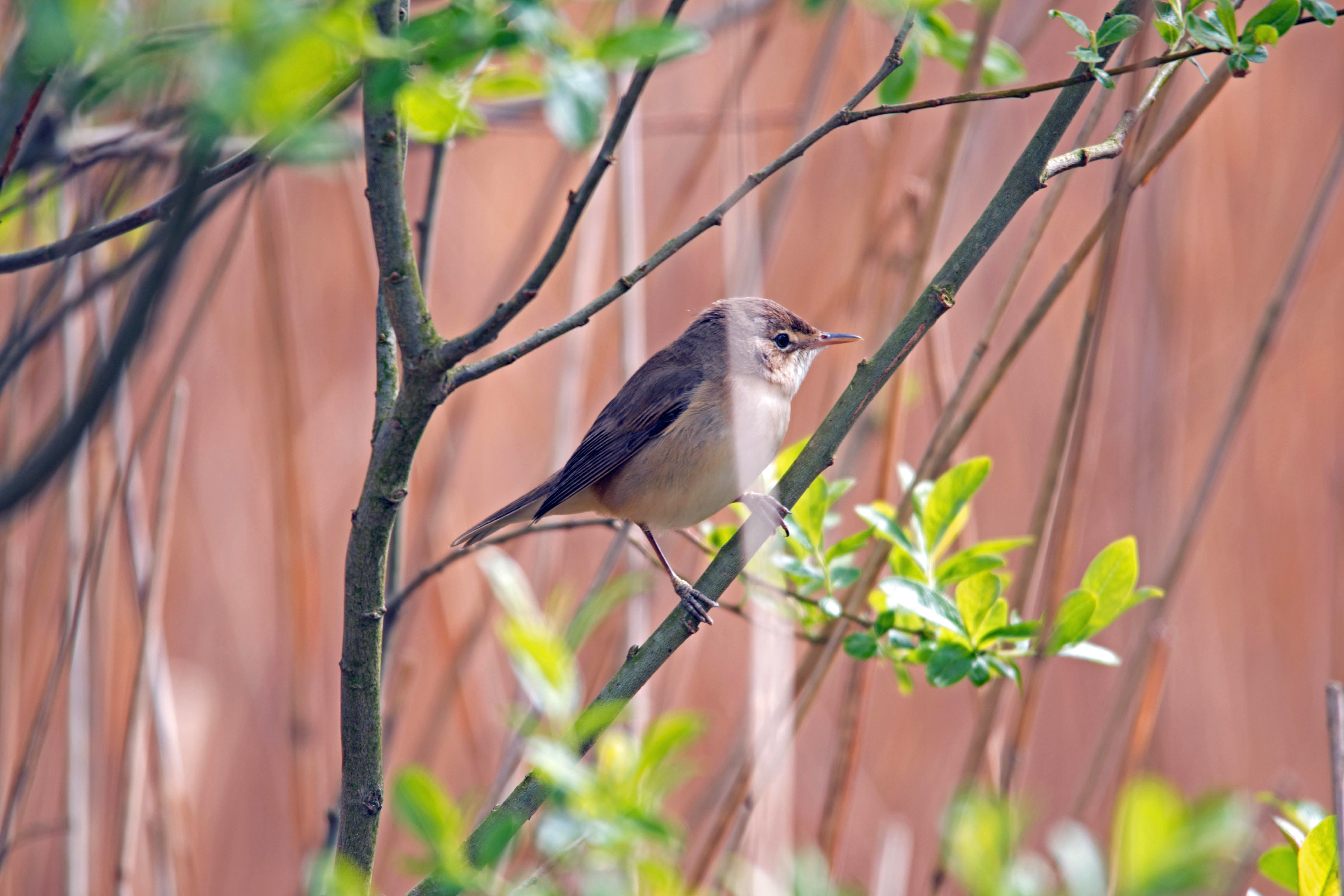 Reed Warbler at Leighton.jpg