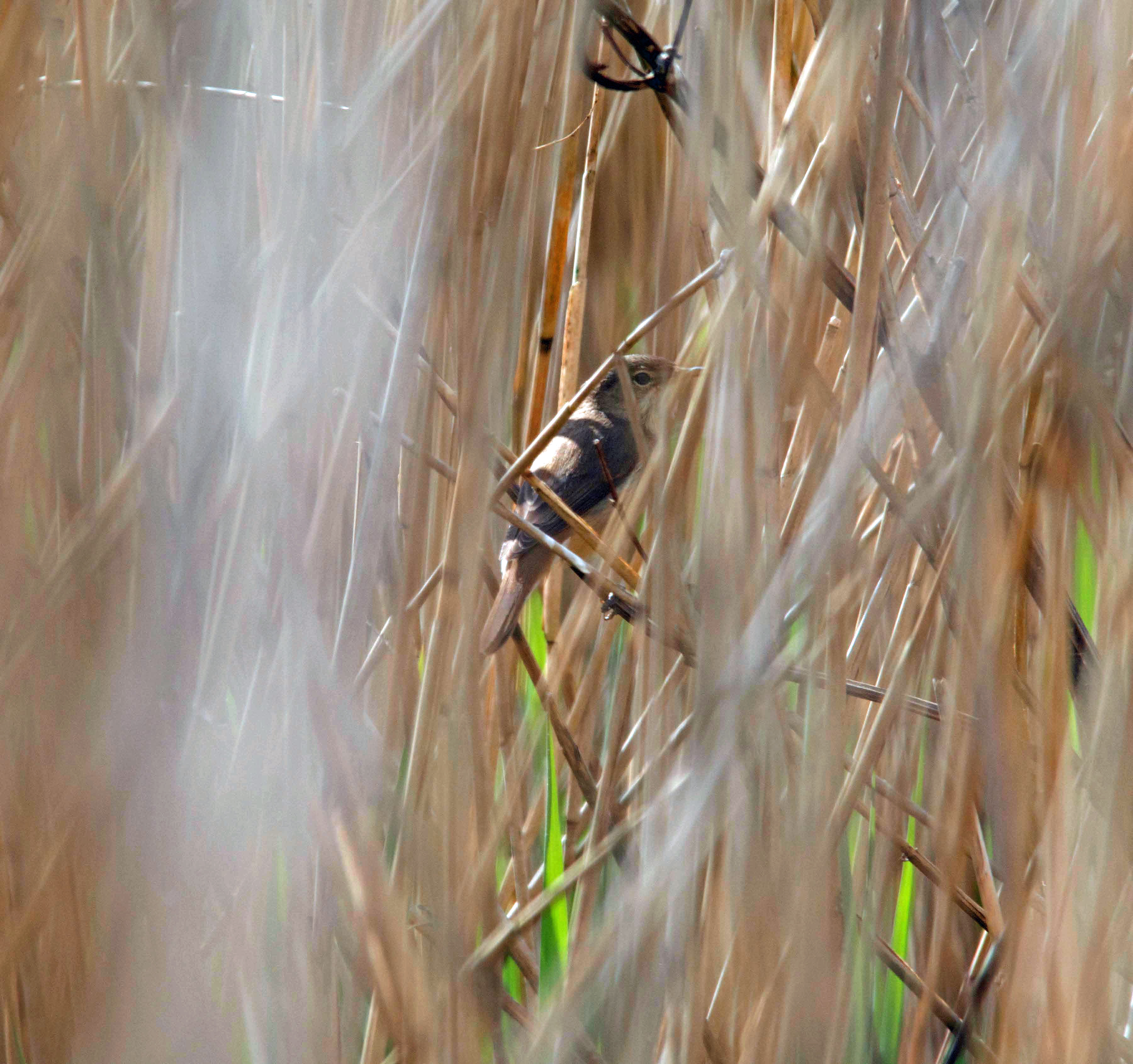 Sedge at Leighton.jpg
