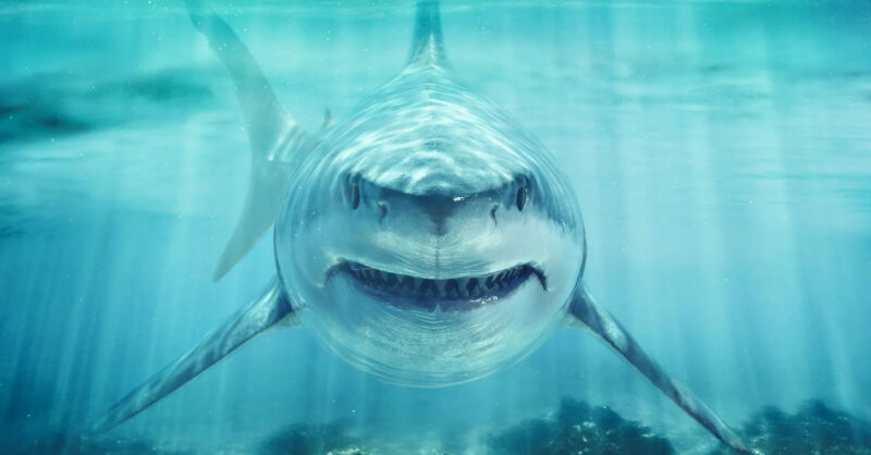 shark.jpg