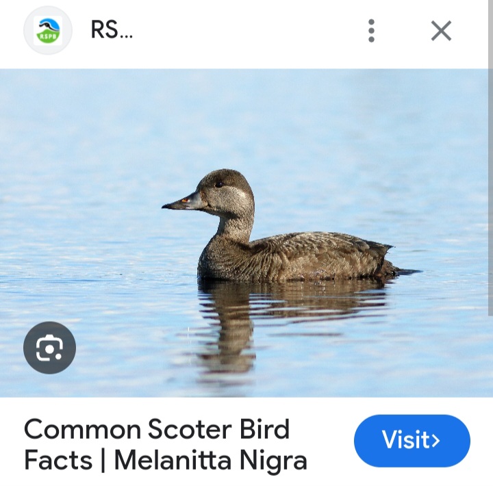 Screenshot_20240926_085109_Chrome.jpg