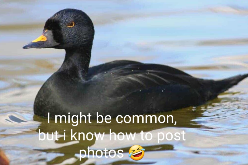 Common-Scoter-dr-MJ-1024x683.jpg