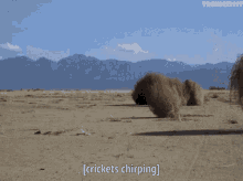 when-i-ask-a-question-and-all-i-get-are-tumble-weeds-and-crickets.gif