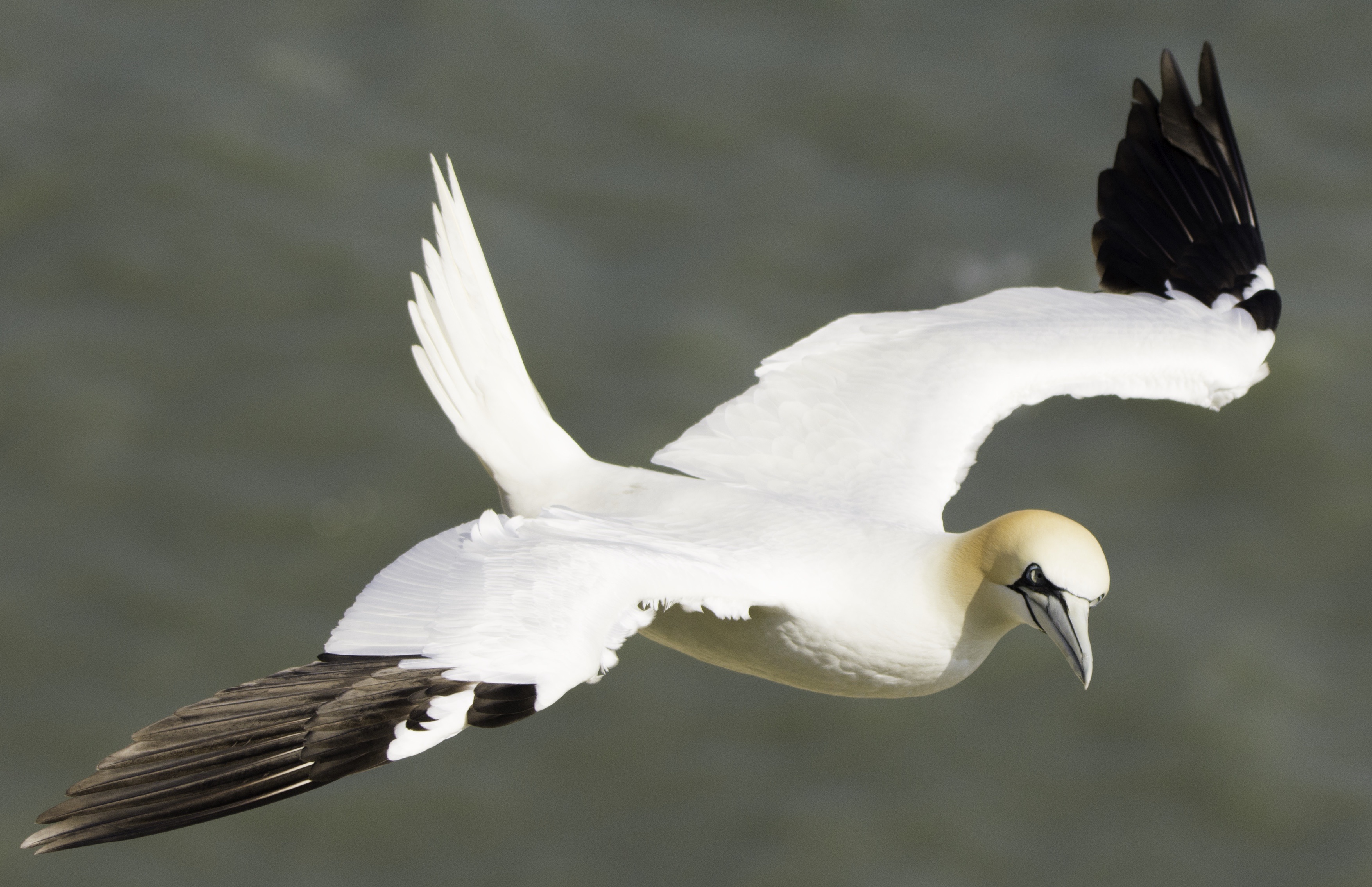 DSC_5050-Edit.jpg