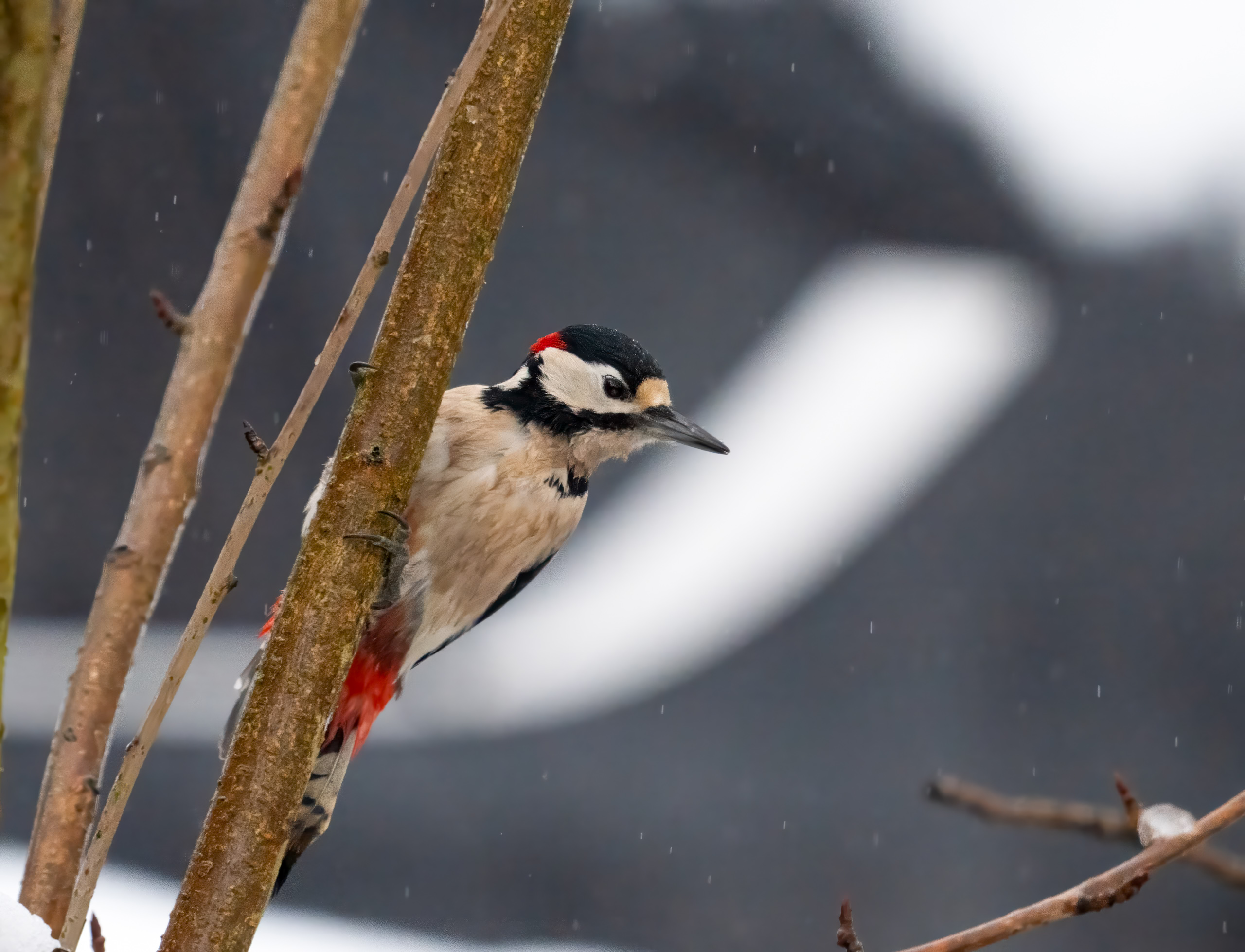 Woodie in the snow. Taken from back bedroom window