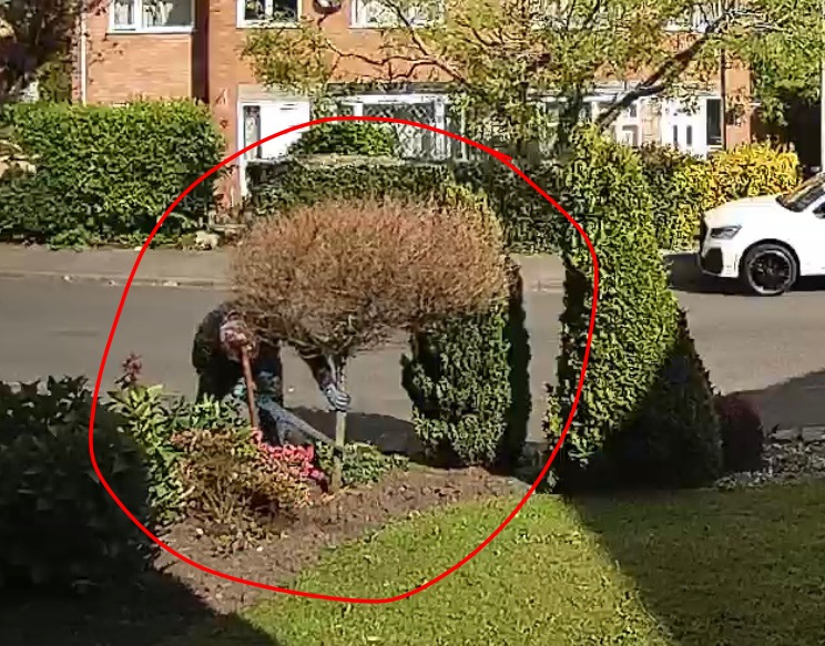 My Japanese Willow being cut down by him