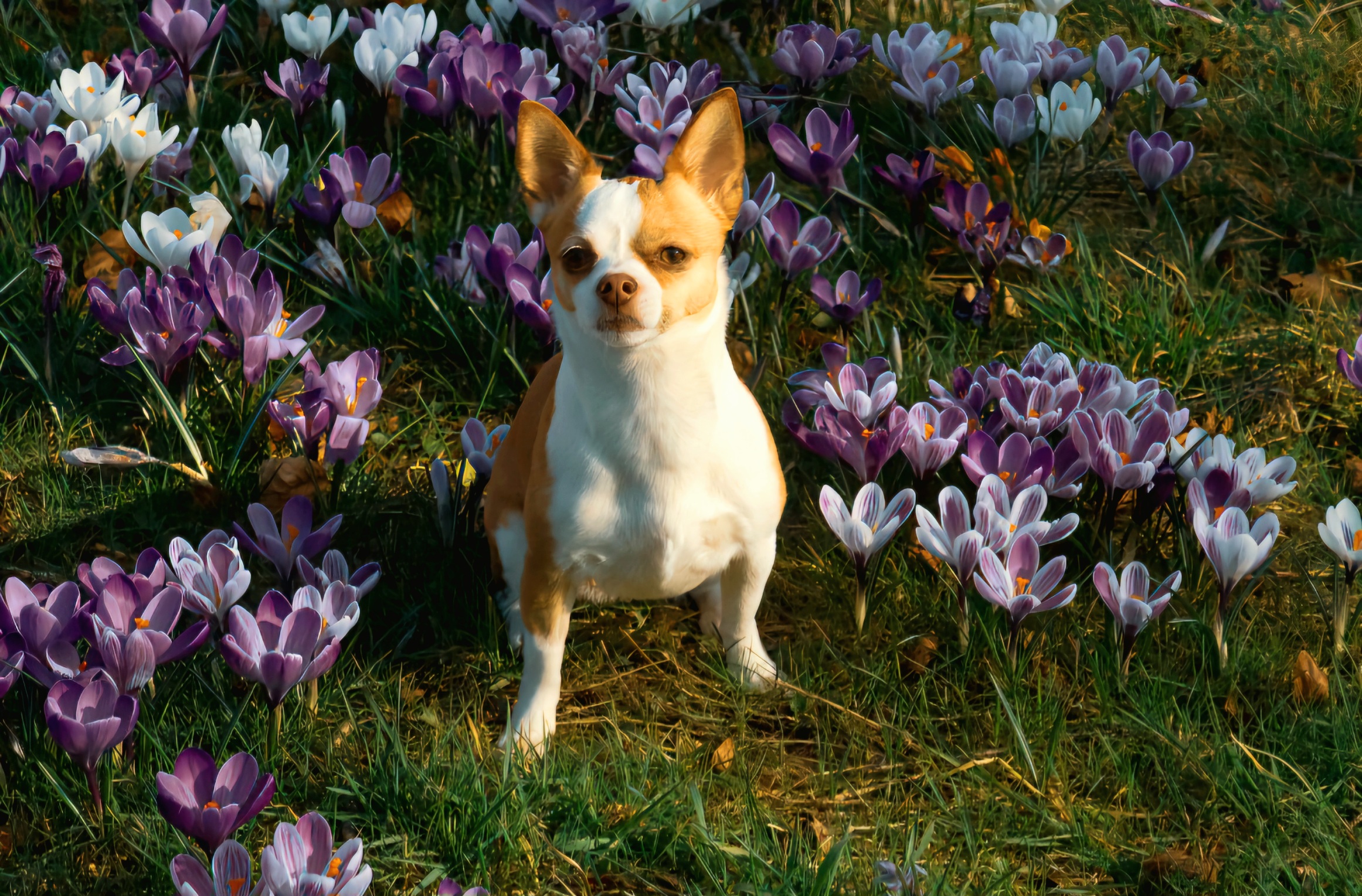 Pip