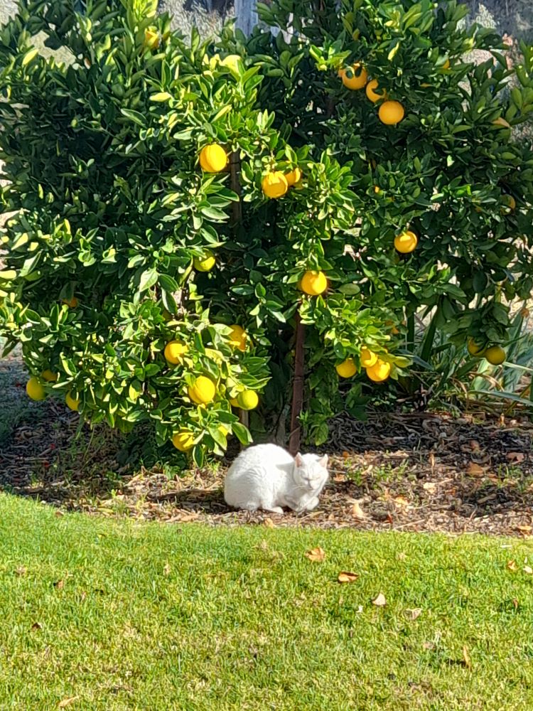 oranges.jpg