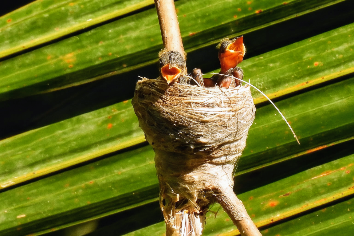 chicks~2_copy_1152x768.png
