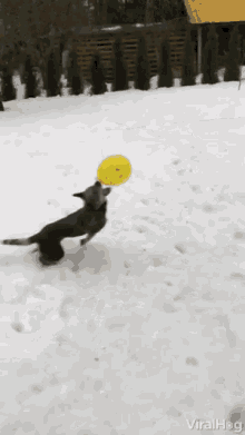 dog-playing-balloon-dog.gif