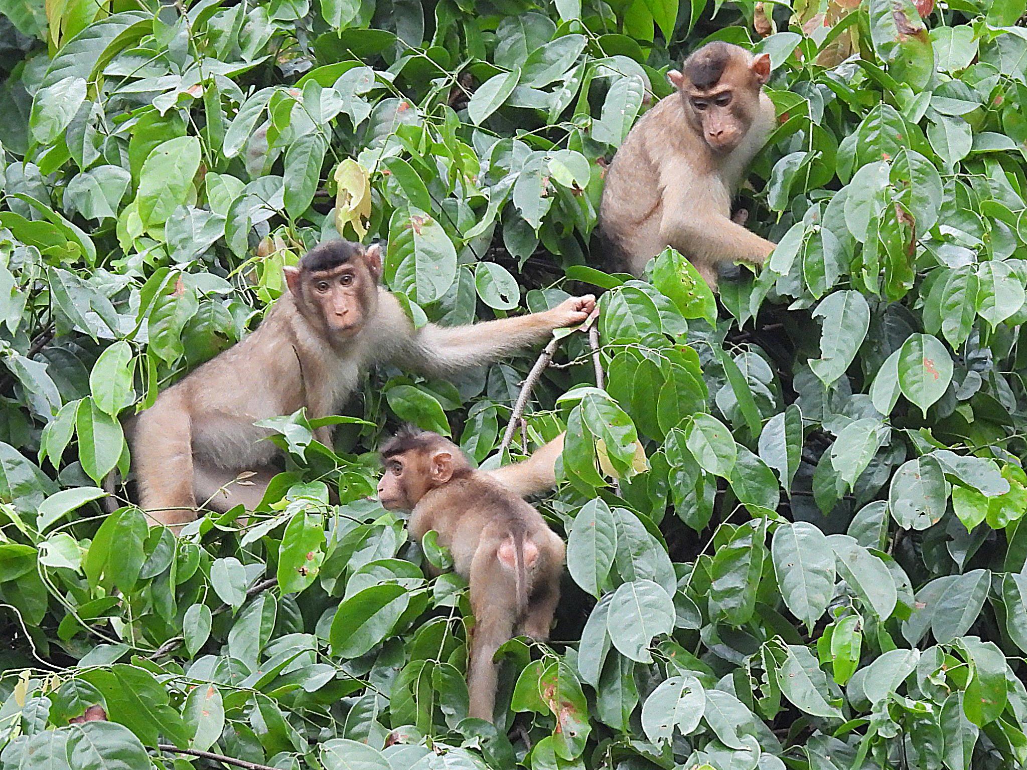 Macaque_monkey4.JPG