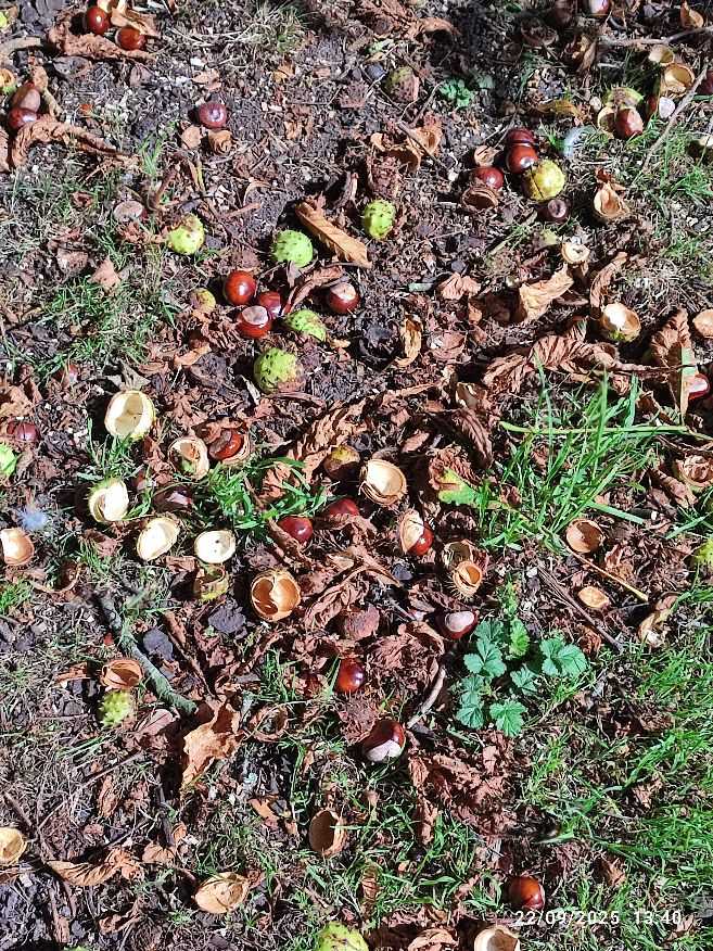 conkers25.jpg