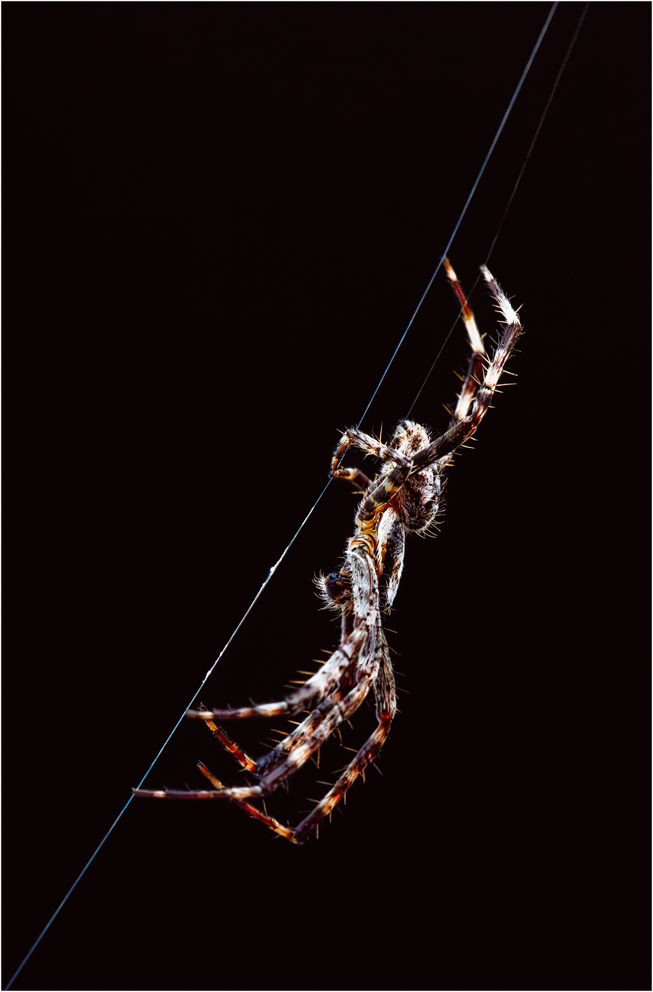 Garden Spider Climbing.jpg
